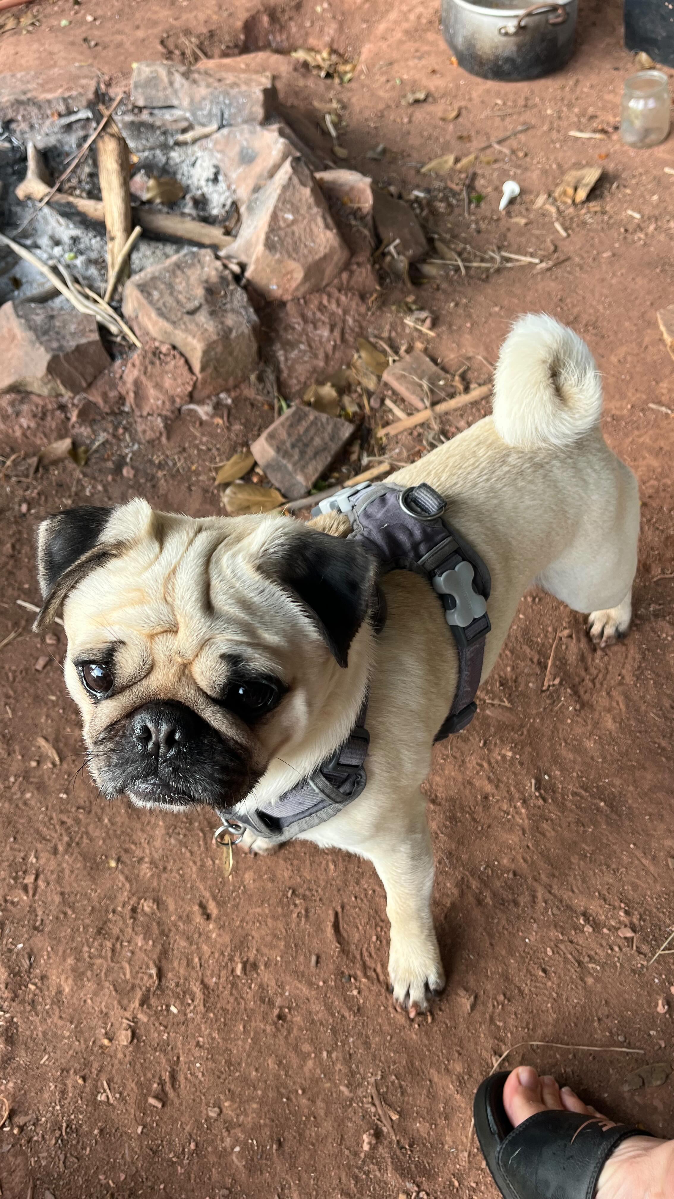 Yay I is having loads a fun in Devon with my human & friends exploring new lands & eating yummy blackberries oh & maybe some sheep 🐑 poo 💩 too 🐶😋🤪living my best life!!! 💞💫🐶 #pedropugoflove #pugindevon #pugondartmoor