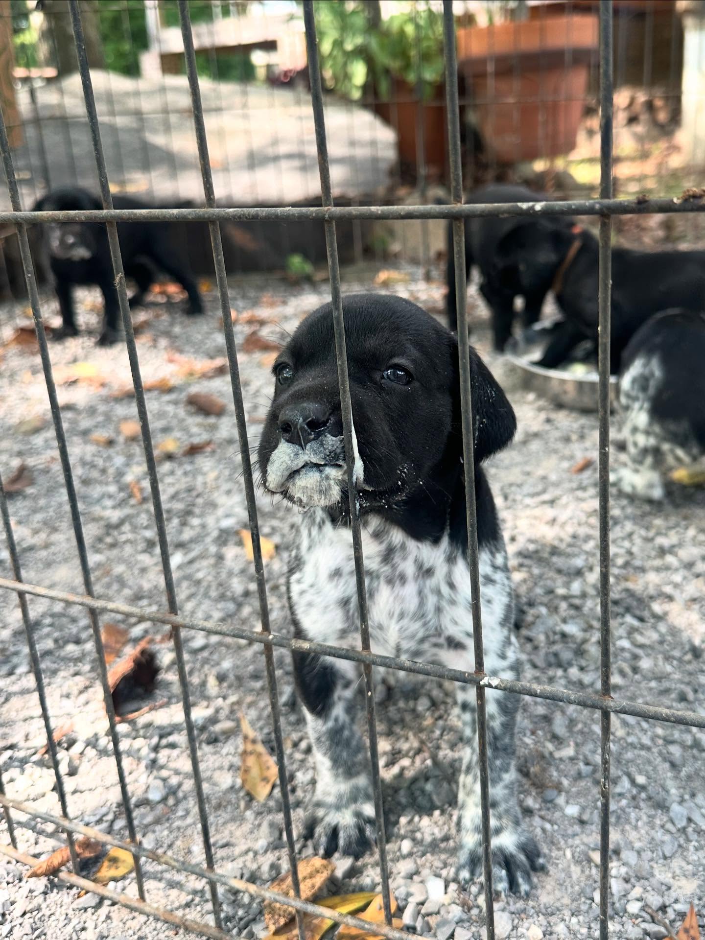 🥛🥸
.
.
.
#schillingsgundogs #schillingsgundogstraining #sgdtraining #akcbreeder #schillingsgundogslitter #sgdlitter #sgdlitter_katch