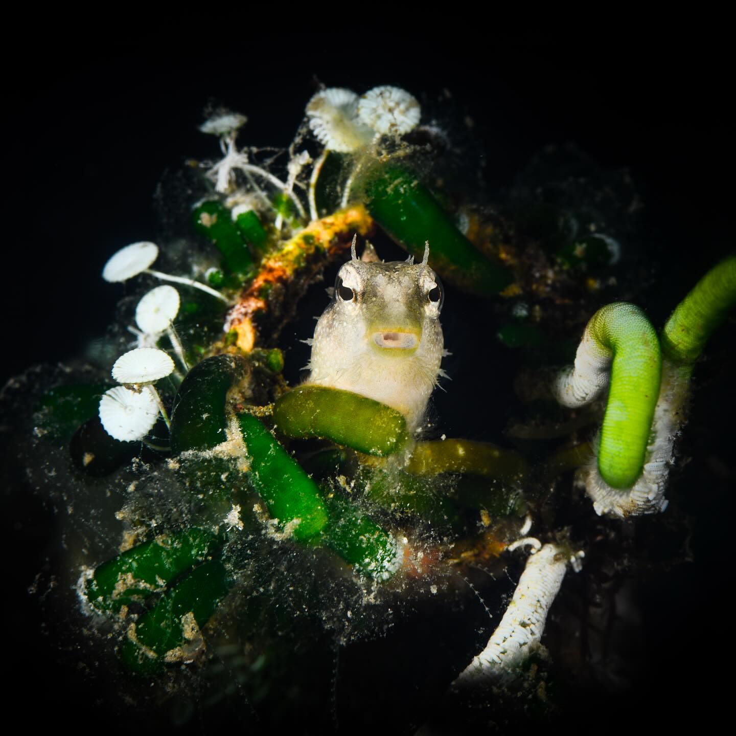 Who doesn’t love a little Fijian blenny?
#fiji #macrophoto #uwphotography #fijiislands