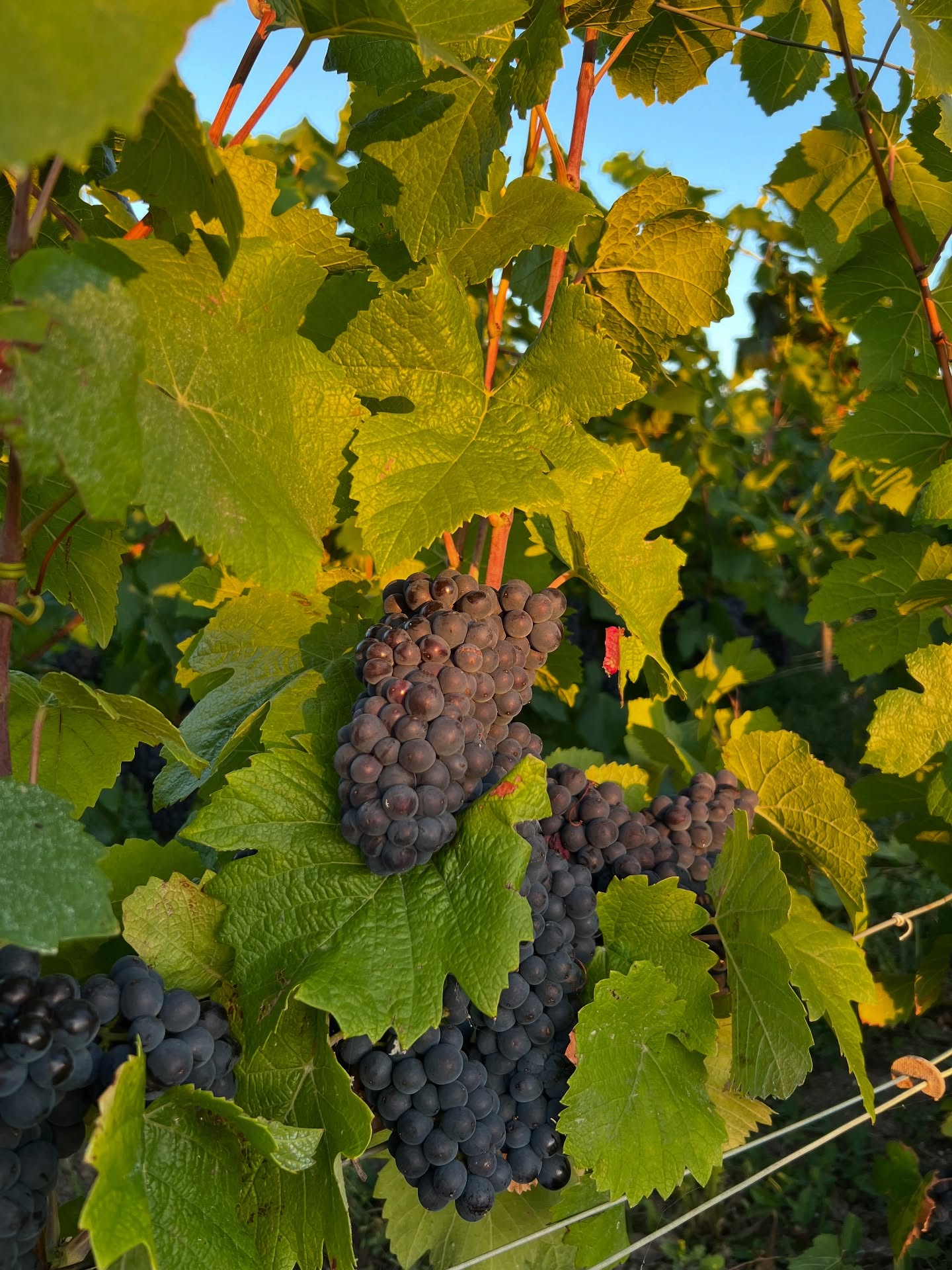 🍇 Fin de la vendange 2025 🍇
Encore une année de passée sous le soleil d’Ambonnay, la qualité et la quantité du raisin étaient au rendez-vous, le soleil de ces derniers mois a permis d’obtenir un très bel équilibre entre taux de sucre et acidité, en vue d’un éventuel millésime. Encore un grand merci à toute l’équipe pour cette cueillette sous le signe du partage et de la convivialité… comme d’habitude 😉