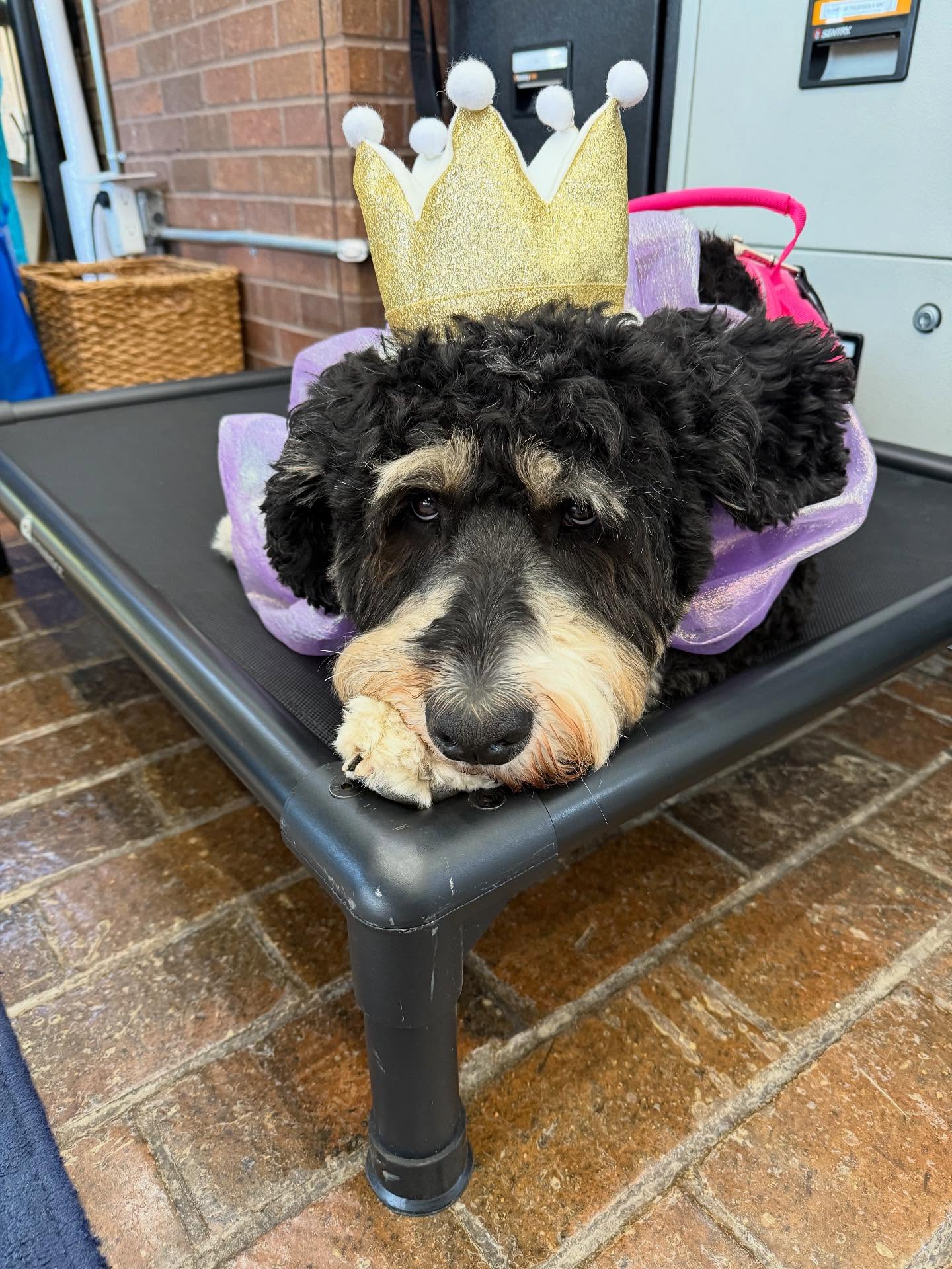 Birdie, our beloved Bergman therapy dog, celebrated her birthday this week! She is a constant source of joy and calm around the building and we loved celebrating her!