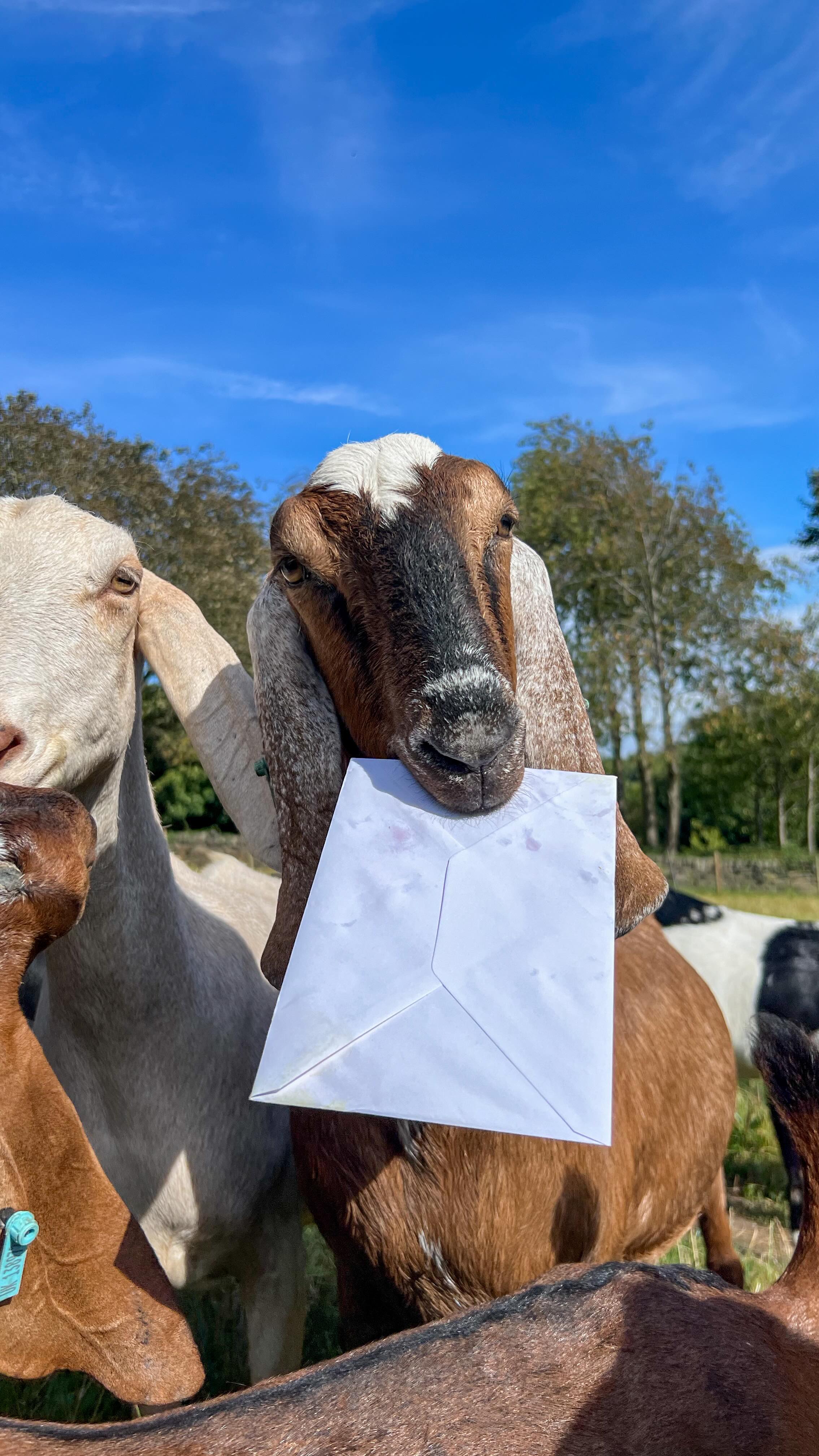 Packing orders with tiny hands around ✨
.
#MarshValleySoap #FamilyRunBusiness #MakingMemories #MadeInSheffield #MadeInYorkshire #LifeWithABaby #PackingOrders #MomLife