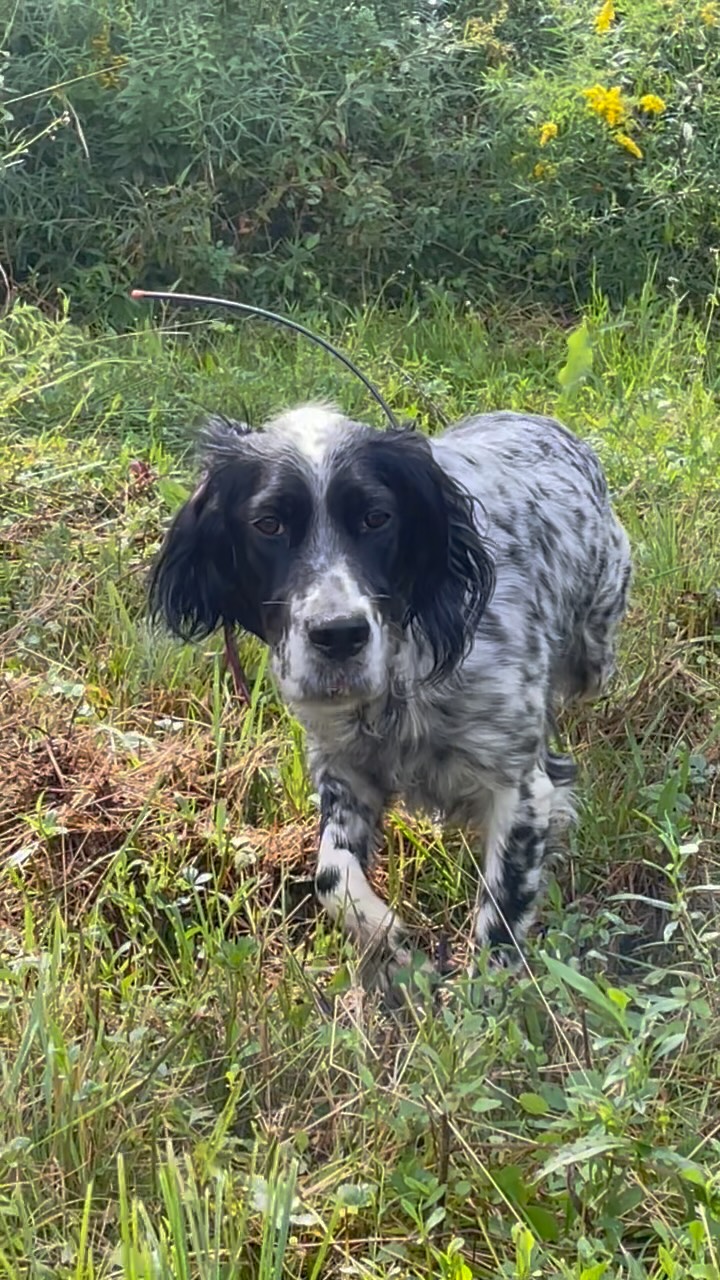 Breeze getting after it on the training grounds. With the quiet season over we’re spending more time scouting covers for wild birds but we’ll have a last few runs in the training fields before we go all wild.