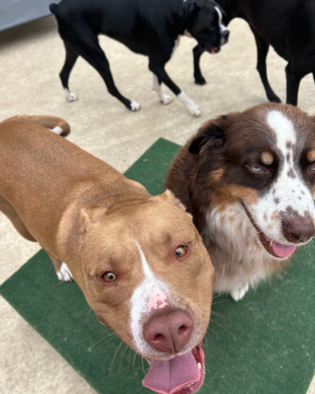 Photo dump 📸 ❤️💕🥰🤩🔥👀🐶