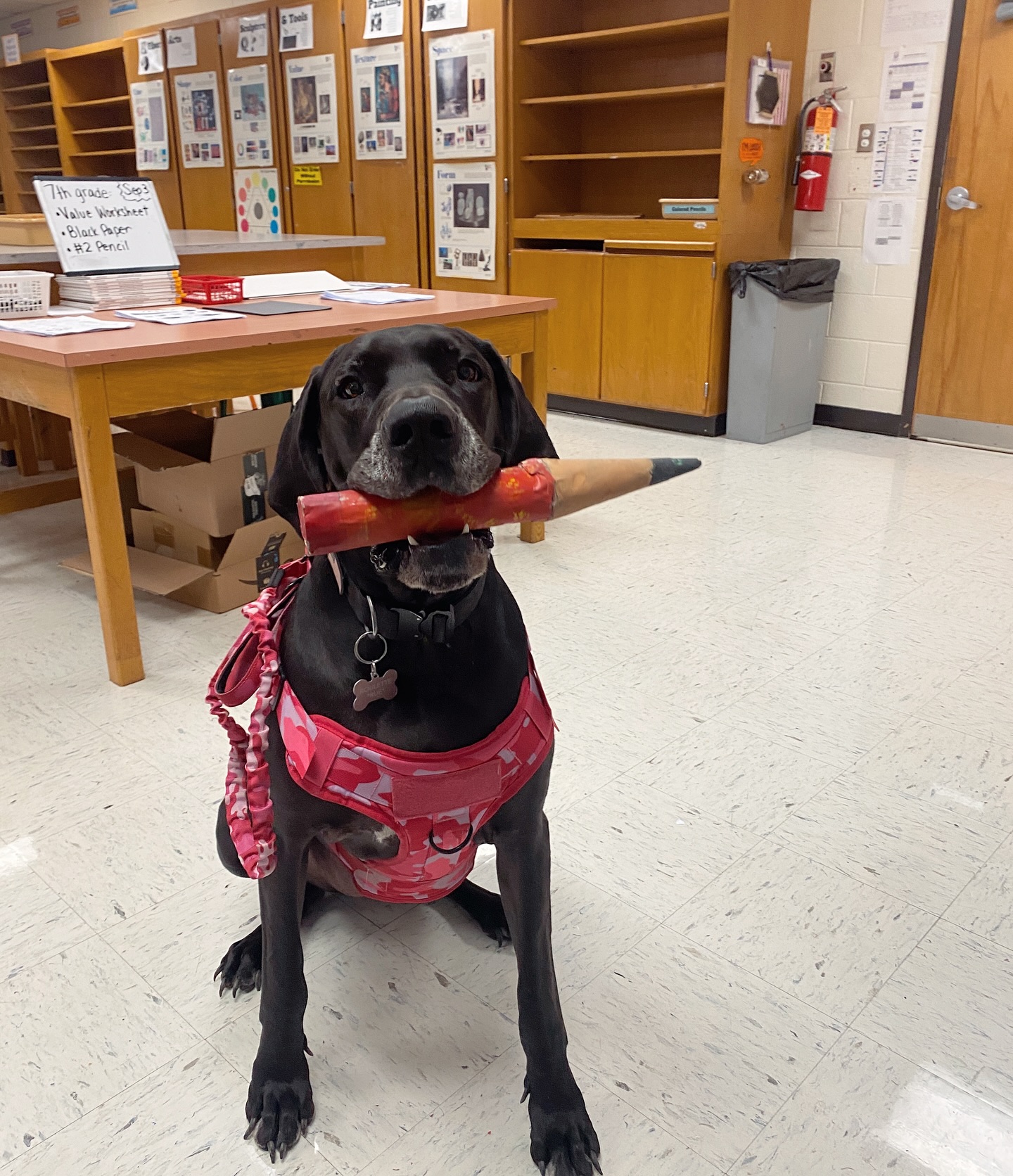 Rue says her first day in art class was “AMATHING!!” 🥹
.
I could see some of the kiddos start to feel more at home and relaxed with her around and that makes me so so happy. Some of my more difficult to manage classes went by so smoothly. She brings so much charisma, joy, and comfort.
.
Way to go, rootie tootie!!
.
#servicedog #artclassesforkids #artclassroom #esa #dogsofinstagram