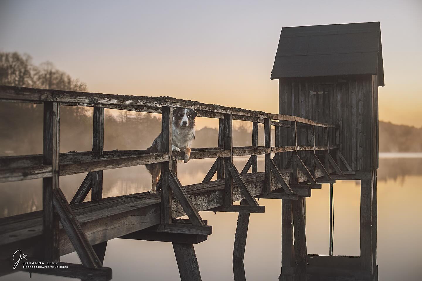 COOPER
•
Die erste Location vom Portfoliotag war soooo traumhaft schön! 🥹☀️
Ich blättere so gern durch die Bilder und kann die kühleren Monate gar nicht abwarten, in denen ich im mummeligen Dachgeschoss die Ordner der vergangen Shootings nochmal durchschauen kann. 👩🏼💻
Bis dahin ist aber noch ein wenig Zeit und viel zu viel zu tun. Ich habe den Tag mit ein wenig Bildbearbeitung verbracht und versuche gleichzeitig irgendwie an meiner Homepage ein bisschen weiter zu kommen. Ende der Woche schicke ich noch eine Vorschaugalerie raus und versende die letzte Hochzeitsbox für dieses Jahr - Check ✅☺️
📷 Das Bild ist entstanden beim Porfolio Day von @purrpaws_fotografie
•
Du hast Fragen oder möchtest direkt ein Shooting buchen? Meld dich gern 🌸
📧 info@tierfotografie-thueringen.de
💻 www.tierfotografie-thueringen.de
#hundefotografie #tierfotografie #thüringen #landscape #australianshepherd #aussieshepherd