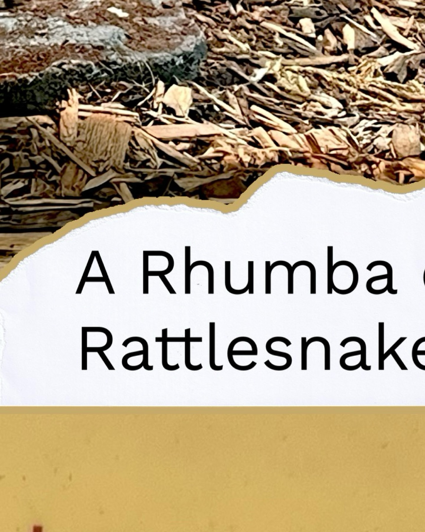 Rattlesnakes give birth to live young instead of laying eggs. Baby rattlers are born ready—tiny but fully equipped with fangs and venom. 🐍👶
#gatherofgatherings #rhumbaofrattlesnakes #reptilefacts #collectivenouns #podcast #rattlesnakes