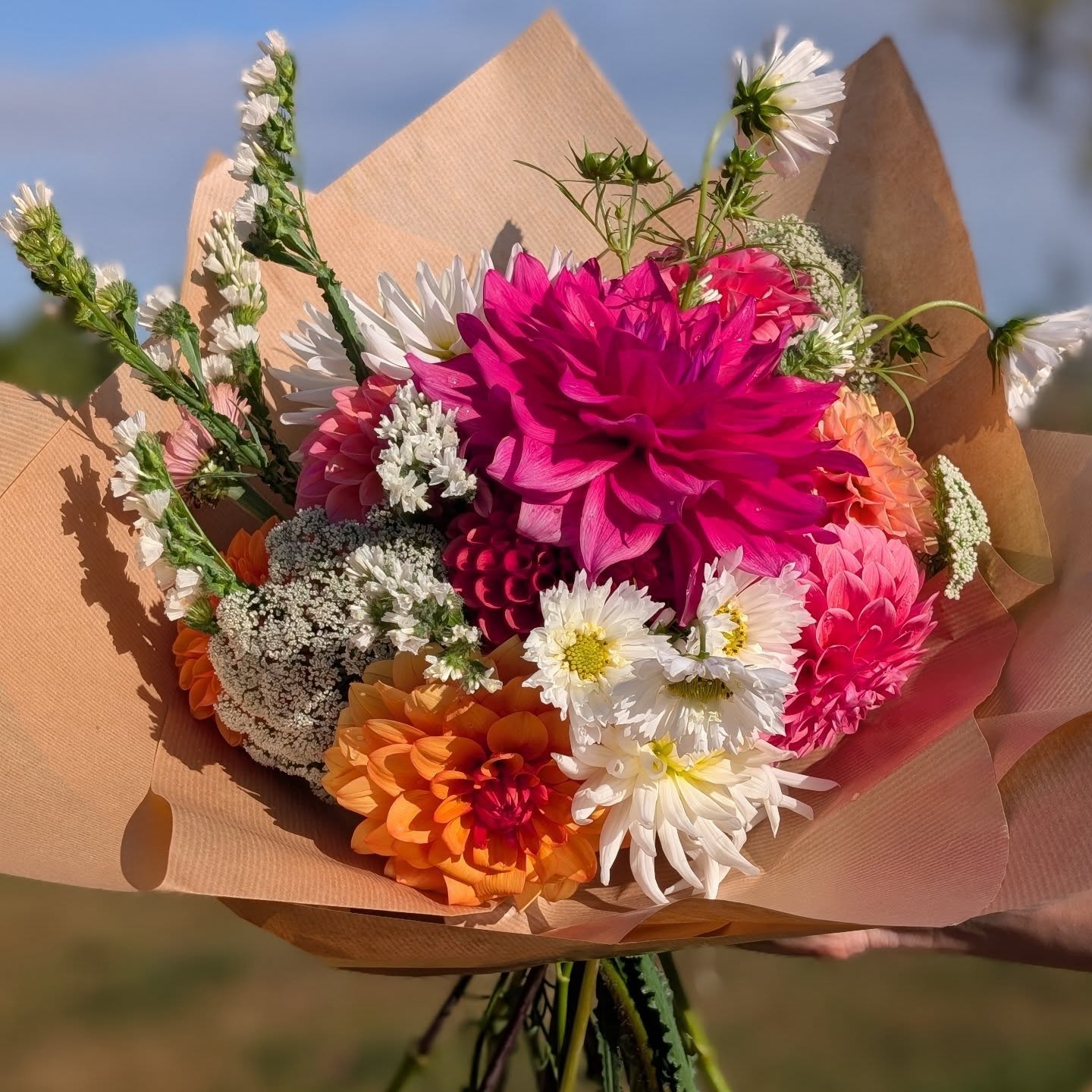 Dahlias and sunshine make for a happy Sunday ❤️🌸
The farmstand will be open once the sun has moved round (or the rain has started!), we've got the pick n mix dahlia bar and one of the jam jar bouquets left today. Happy Sunday!
#britishflowerfarm #britishflowerfarmer #countrysidelife #countryside #flowers #flowerfarm #chewvalley #valleybloomsflowerfarm #organicflowers #cutflowers #valleyblooms #flower #flownnotgrown #countrylife #dahlias #britishdahlias #bouquet #farmstand