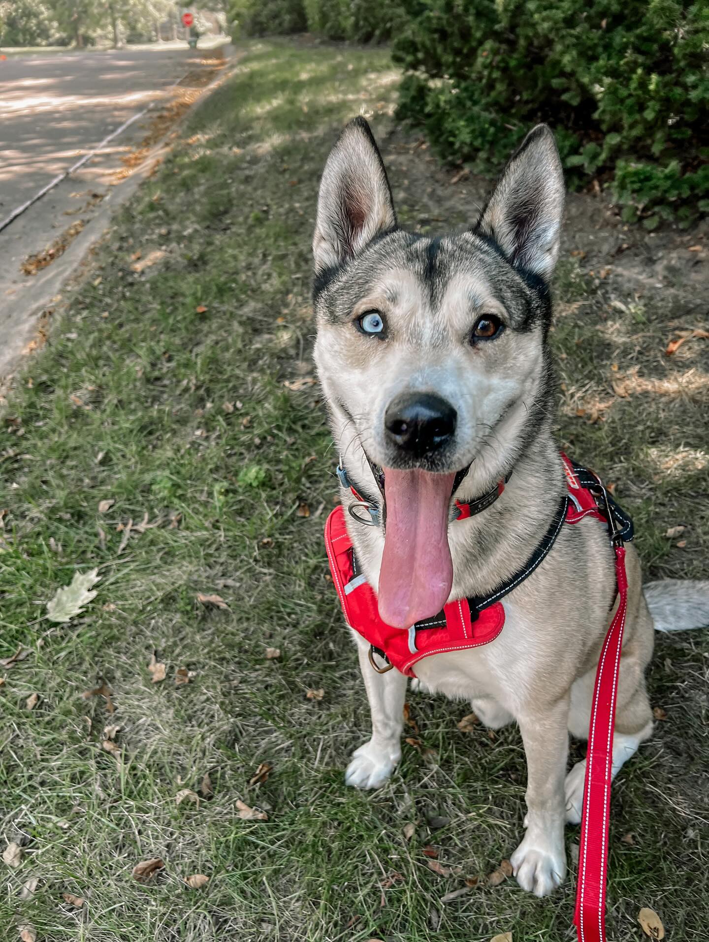 Walk training in progress! We introduced foundational skills in December, and now we’re advancing those skills with new techniques to improve leash manners. The goal? Walks that are both enjoyable and enriching—without the constant pull to forge ahead