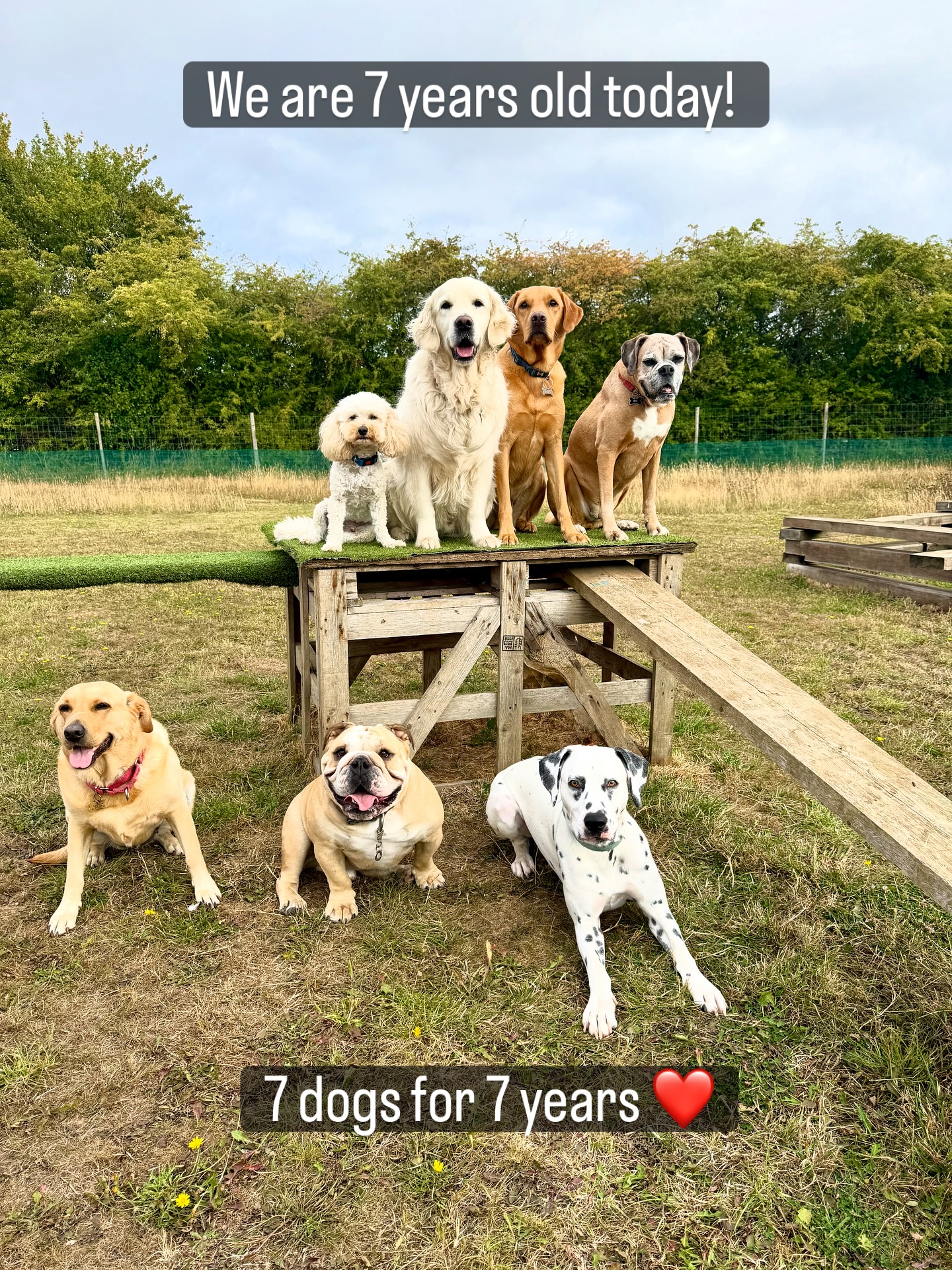 We are 7 years old today! I am so proud of my business and the happy, wonderful environment we have created for the dogs. Thank you so much to our fabulous clients (many of which have been with us the whole time) for their continued support. And a big thank you to my wonderful team! ❤️ #birthday #7yrsandcounting #smallbusiness #wearefamily❤️ #dogdaycareuk