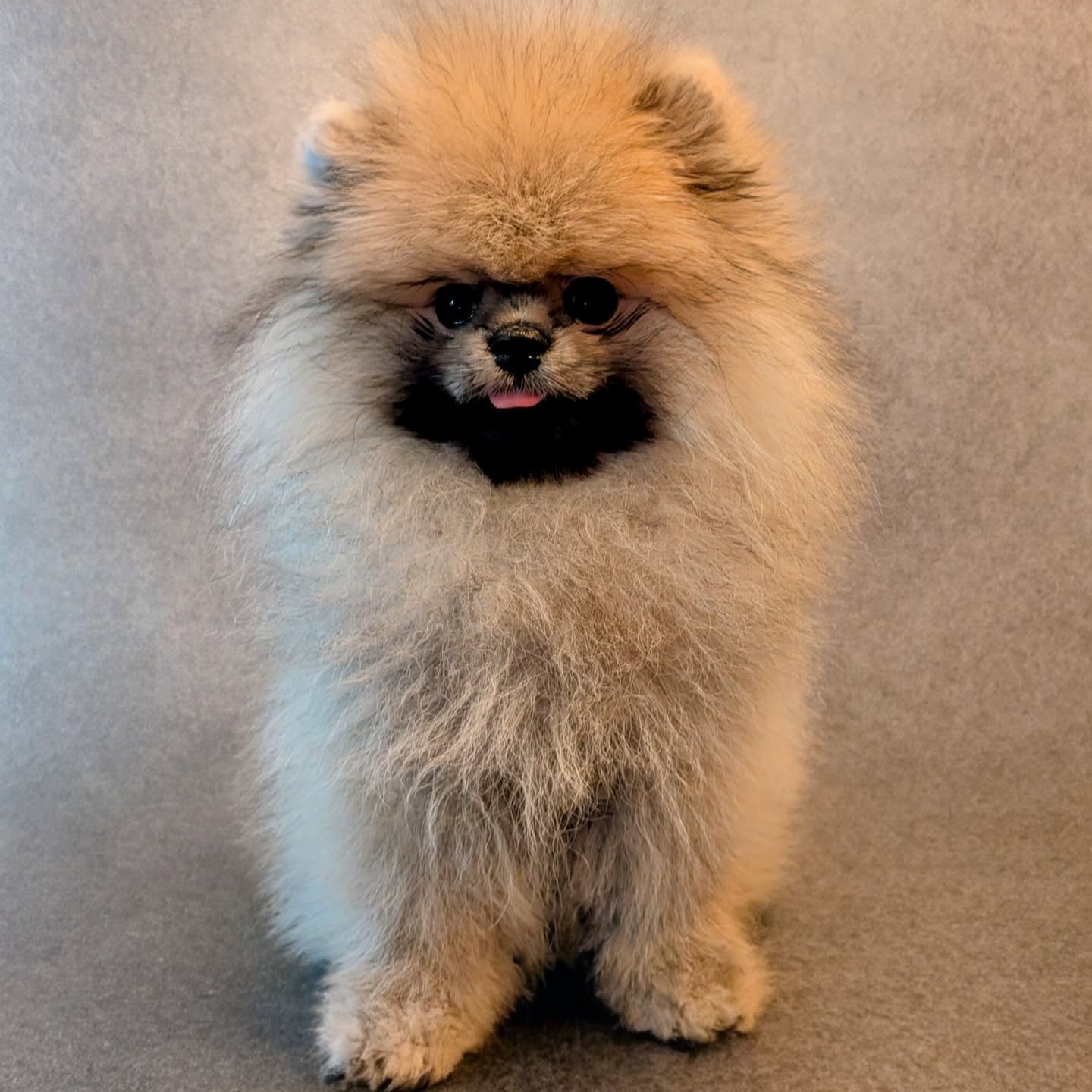 Rikop der kleine Eisbär 🐻❄️
#hundefriseurstuttgart #pomeranian