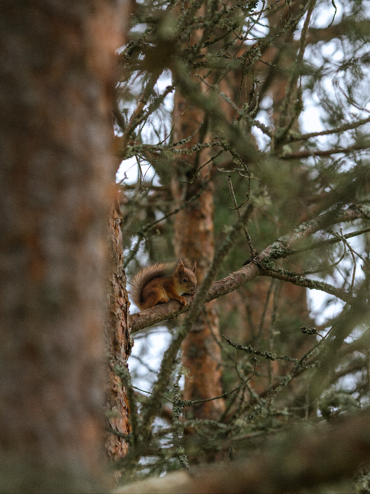 Baby squirrels in our garden for the first time ever (after more than 10 years here) 🥹🤎🍂🥜
They are just the cutest, running around from the hedgerow to the pine trees, then to the apple tree and back again. They’ve had apples for breakfast and mushrooms for lunch. They’re still a little clumsy, but so curious and just wonderful in every way. I think there are three! 🤎🤎🤎