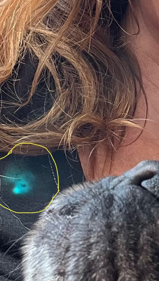 Wow 🤩 I looked back at my photos & realised we had a visitor 🩵 😇 the love ❤️ & peace 🙏🏻coming from Pedros being says it all 💞🐶🙏🏻💫 #feelingblessed #puglove🩵 #visitsfromspirit