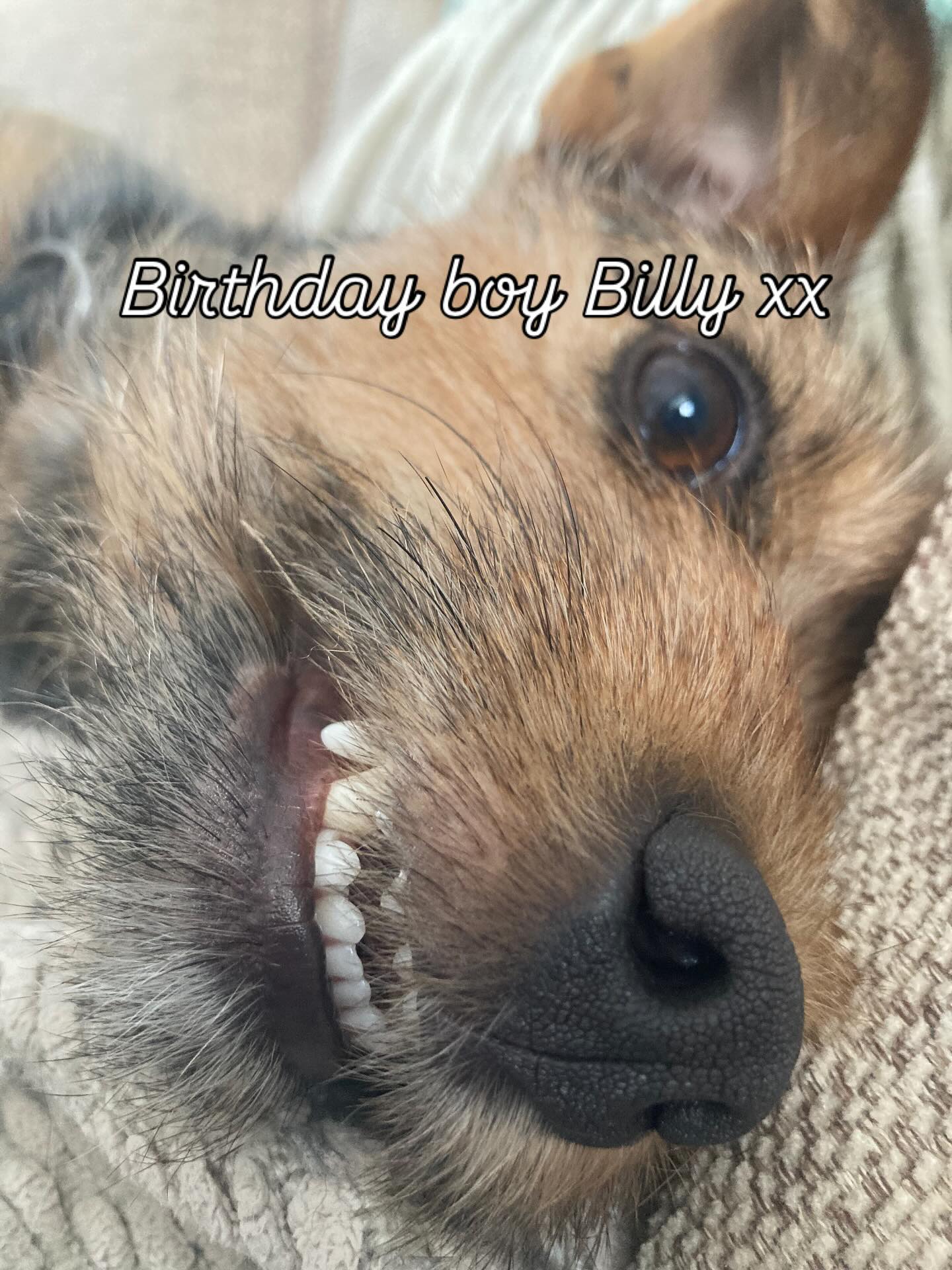 Happy 2nd Birthday, lovely Billy Williamson! Walks, digging, barking, cuddles and homemade peanut butter dog biscuits… what could be better?
#dogsofinstagram #birthdayboy #birthday #treats #jackrussellworld #terrier #terriersofig