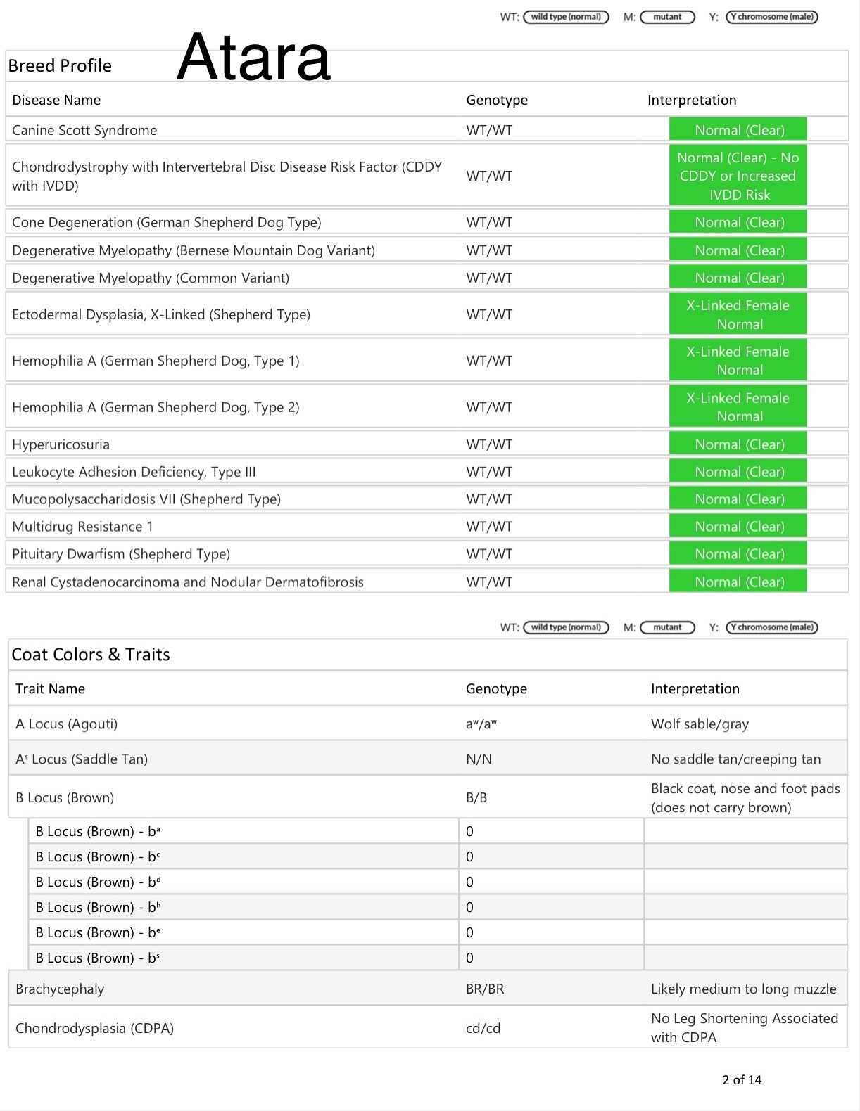 Atara, Kaiju and Puff also got their info in too!
Atara - DM Clear & DNA Clear (German Shepherd)
Kaiju - DNA Clear (Belgian Malinois)
Puff - DNA Clear, Long Coat Carrier, Curly Coat Carrier (Belgian Malinois)
•
•
#germanshepherd #belgianmalinois #longcoatgermanshepherd #malinois #workingdog #sportdog #igp #psa #frenchring #akc #ukc #iabca #healthtesting