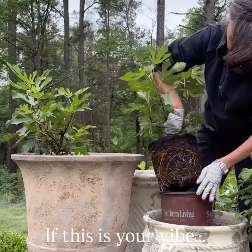 Checkout Steph Greens video as she prepares pots for her Southern Living Magazine contained_creations -her designs are fabulous. https://www.instagram.com/reel/DOGPpV7jrhj/?utm_source=ig_web_copy_link&igsh=MzRlODBiNWFlZA%3D%3D