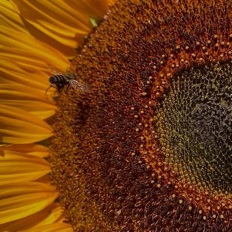 Hello spring in the South 🌱🌈🌻
Bees in the sunflowers, ripening avocados, happy me and Snowball cauliflowers. The Sweet Purple asparagus heads are beginning to pop up, the tamarillos are ripening and all sorts of interesting seed germinating (together with 🍅😍).
This past weekend stuck seed in everywhere and grafted the pecan nut trees that have not been producing. Put the grafts into Aloe Vera - the leaf gel helps promote faster healing to damaged tissue - com’on babies - grow!
Our flock of sheep have grown - now were have 14. Yesterday after the grafting (hubby helped ❤️) we took our dogs for a lovely long walk.
Most grateful for this life and blessings to all for an abundant 🍑 season ahead.
#growyourownveggies #organicveg #herbs #lunarcalendar #biodynamiccalendar #heirloomseeds #permaculturesouthafrica #plettitsafeeling