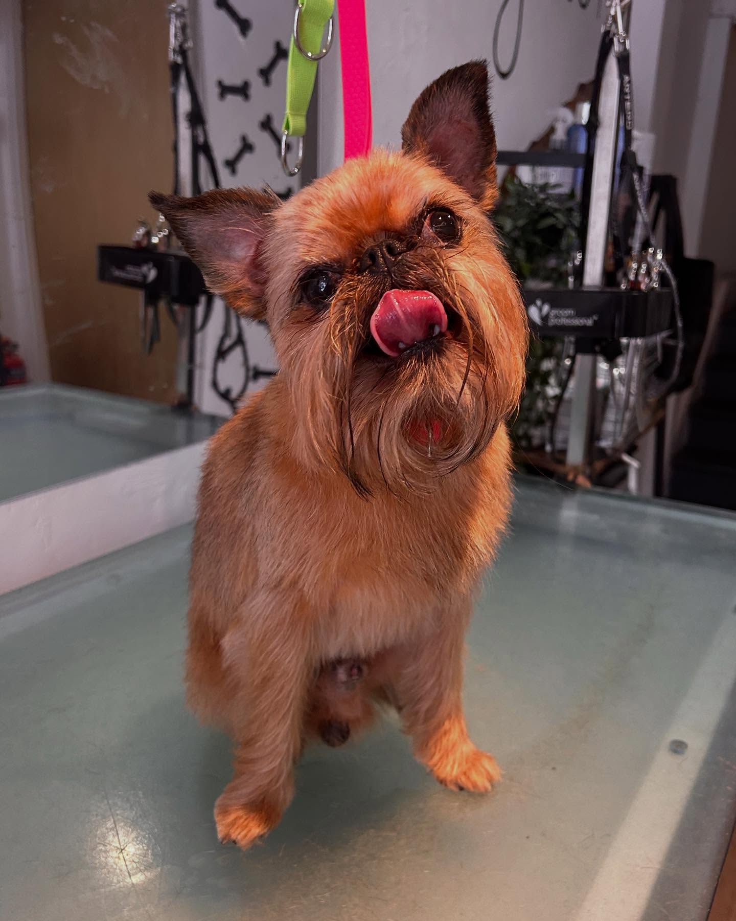 Kuzya the Brussels Griffon came in for his glow up at the weekend! Such a sweet, lovely boy 🥹 #brusselsgriffon #woofmans #woofmansdoggrooming #brightondogs #brightondogsofinstagram #brighton