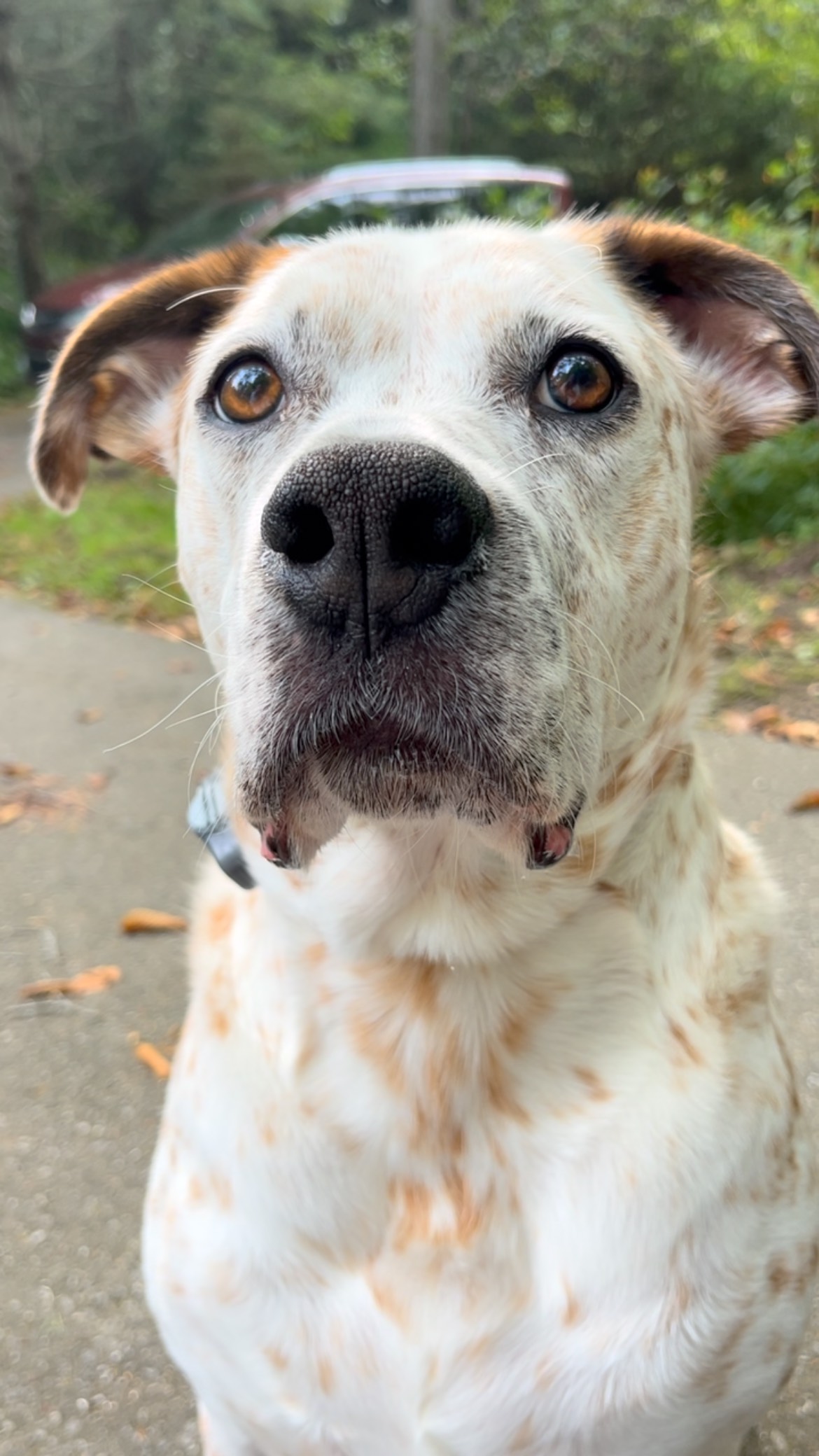 Snack time comes with a price…you must sit and wait for pics and vids and then you get the goods!
#petsitter #asheville #dogsitter #snacks