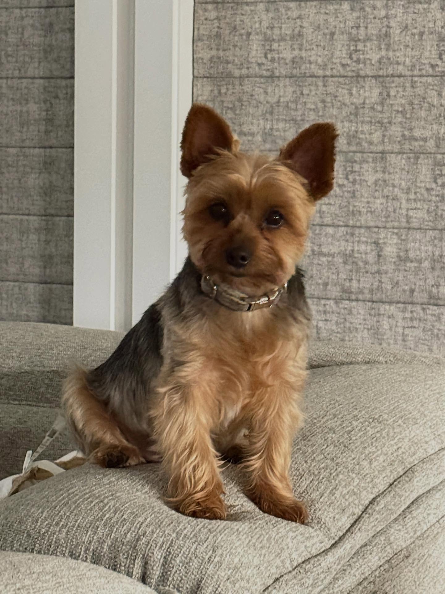 Cooper’s new head shots. Thanks @bennie_.bee for being the best big sister, cuddled and photographer that a pup could ask for. #yorkiedad #yorkiesofinstagram #yorkieoftheday