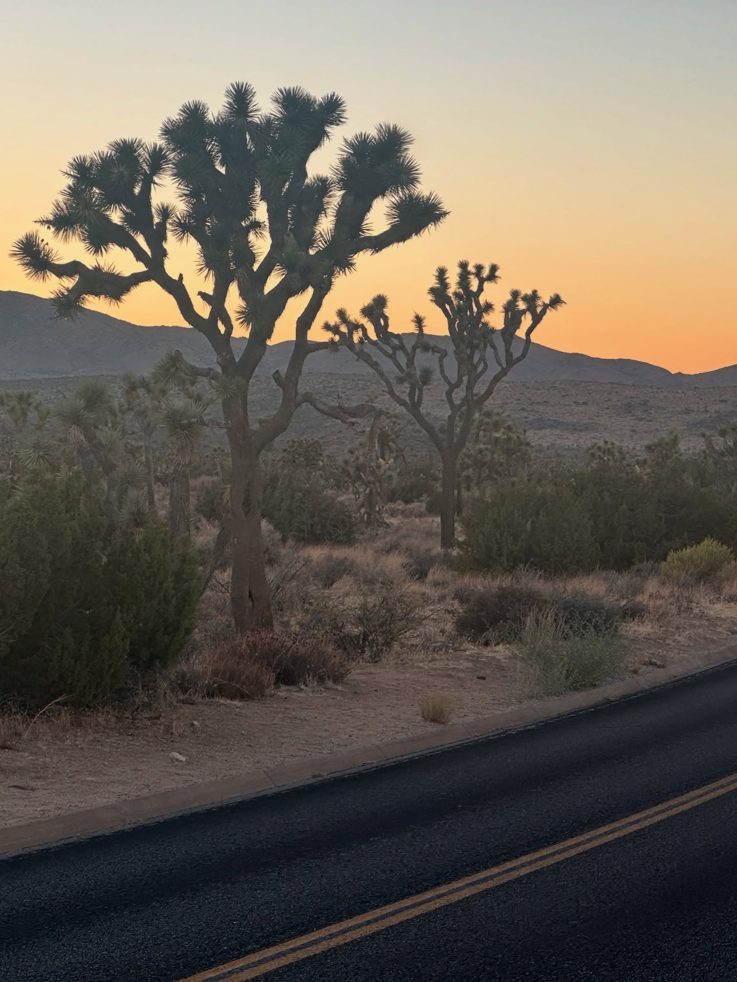 Not my usual sort of post but some of the most incredible landscapes I’ve ever seen so had to share!
Highlights from our California trip!
Joshua Tree National park felt like being on Mars, a landscape like no other, so unique, at night we saw the Milky Way stretching across the sky! No phone could capture it, but it’s etched in memory.
The giant redwoods at Sequoia National Park were insane, nothing prepares you for the sheer scale, yes they really are as big as the photos! And we saw bears!!! not expected and a little unnerving at first but really very special!
Lots of wildflower meadows and beautiful mountain hikes there too.
The Kaufman House in Palm Springs is a design dream!
In Santa Barbara we saw whales and literally thousands of dolphins, they have the highest concentration in the world, an unforgettable sight.
Lots of sunrises and sunsets, hikes, tacos and burgers, surfing with my boys no photos as kinda difficult when you’re on a board but was just pure joy!
We ended with a couple of days in LA. Traffic to the Griffith Observatory was horrendous but the views more than made up for it!
Venice Beach snd Santa Monica were fun, a lot of interesting characters and street performers there, we even went in a driverless taxi!
California, you gave us a trip to remember, hopefully we’ll go back someday, your landscapes are wonderful!