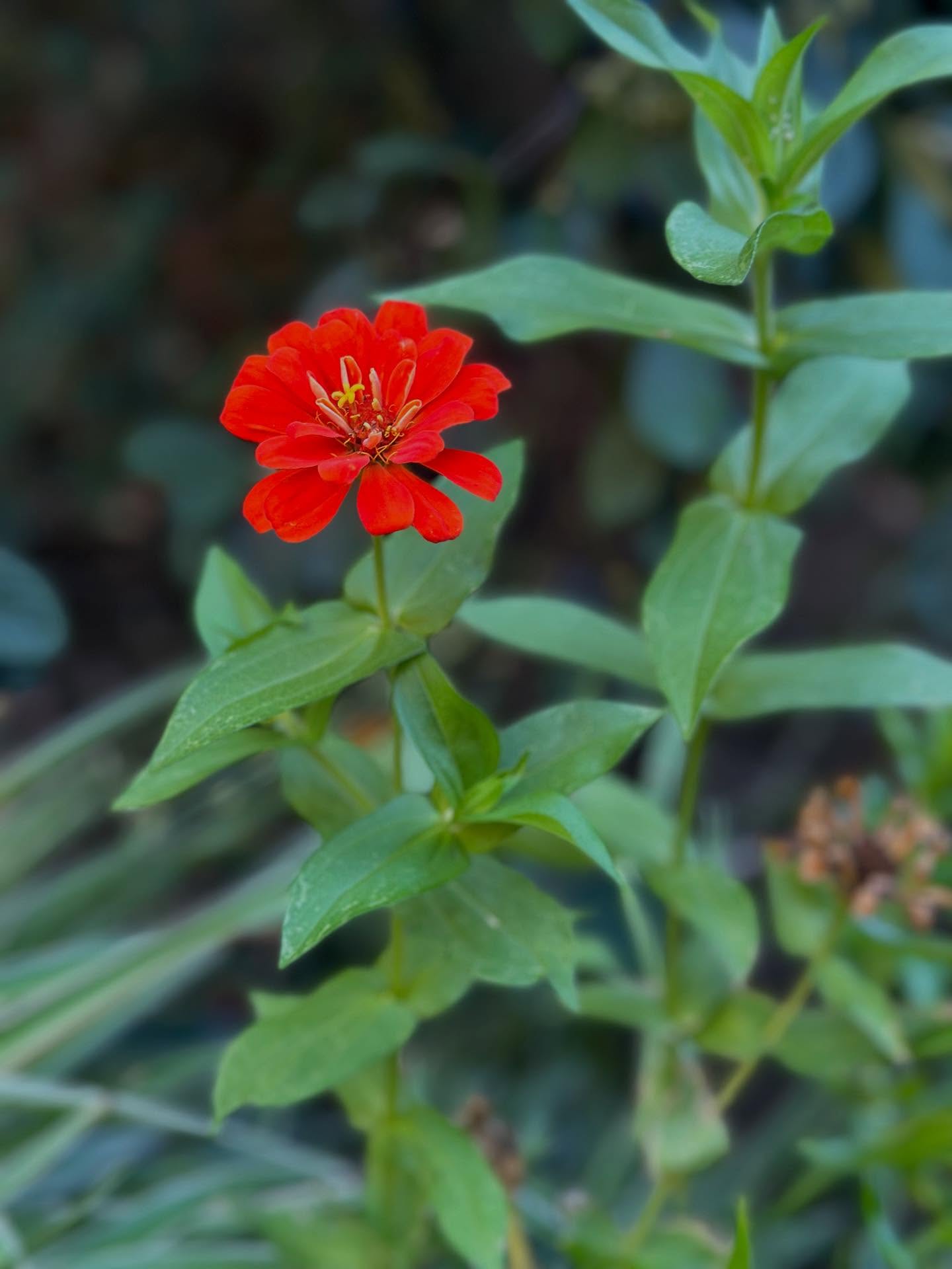 Zinnias are my favorites. They remind me of the end of summer on the East Coast… #pomsalon #pomsalonsummer #pomsalonfamily #zinnias