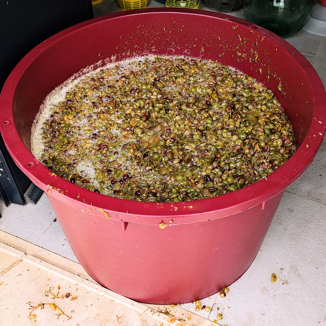 Grapes crushed - onto the next step: Pressing for blanc de noir, primary fermentation for red.
#negramole #winemakingalgarve