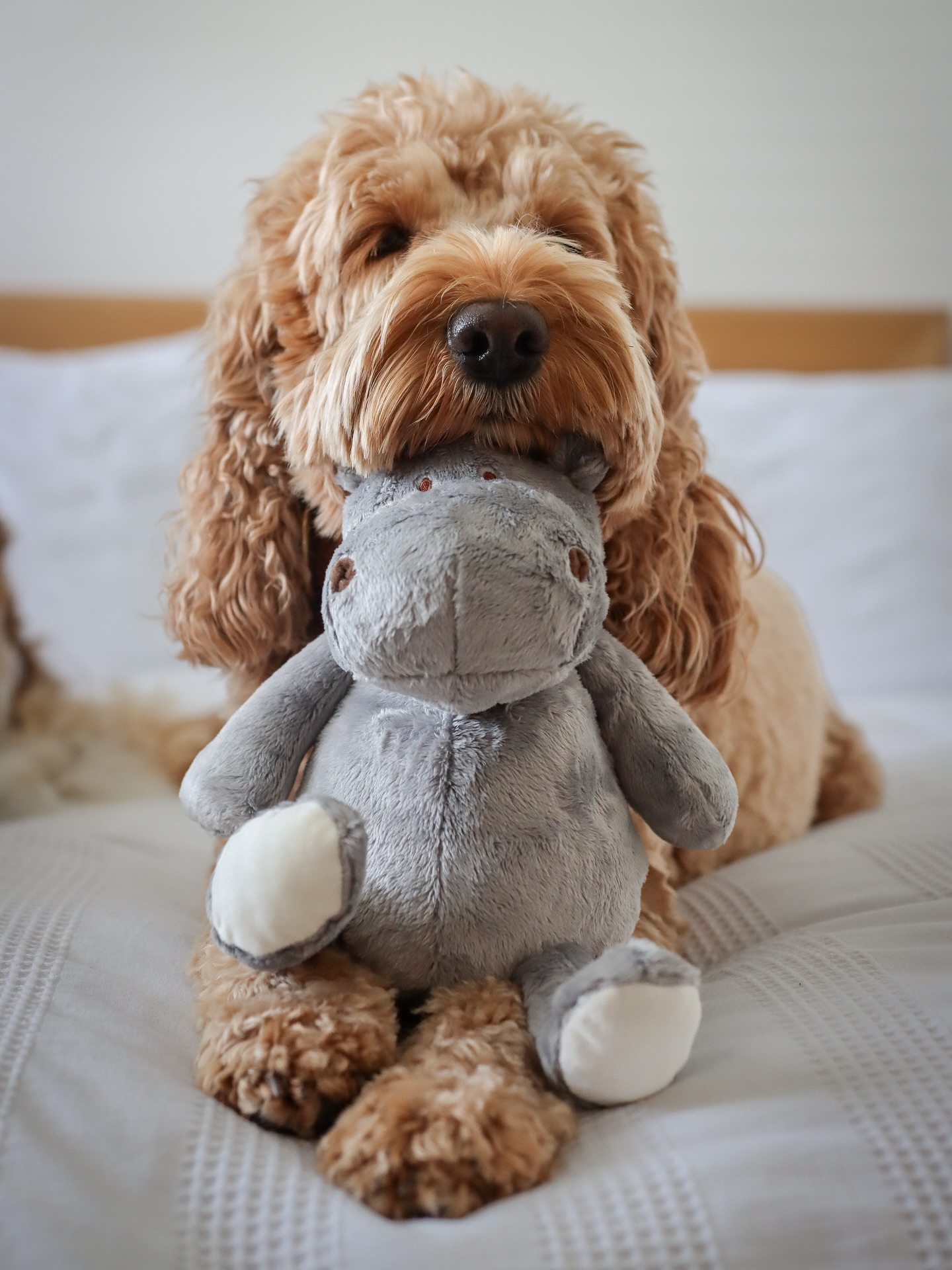 It was love at first squeak! 🦛💕
We can finally announce that @borderlovesuk newest bestie has arrived — meet Potamo the Hippo 🦛💖
Safe to say, cuddles have been fully approved!
Want to treat your pup to a Potamo?🦛 Use code C&C15 for a special discount at checkout. ✨
#dogsofinstagram #newbestfriend #potamothehippo #cockapoolove #dogtoytester