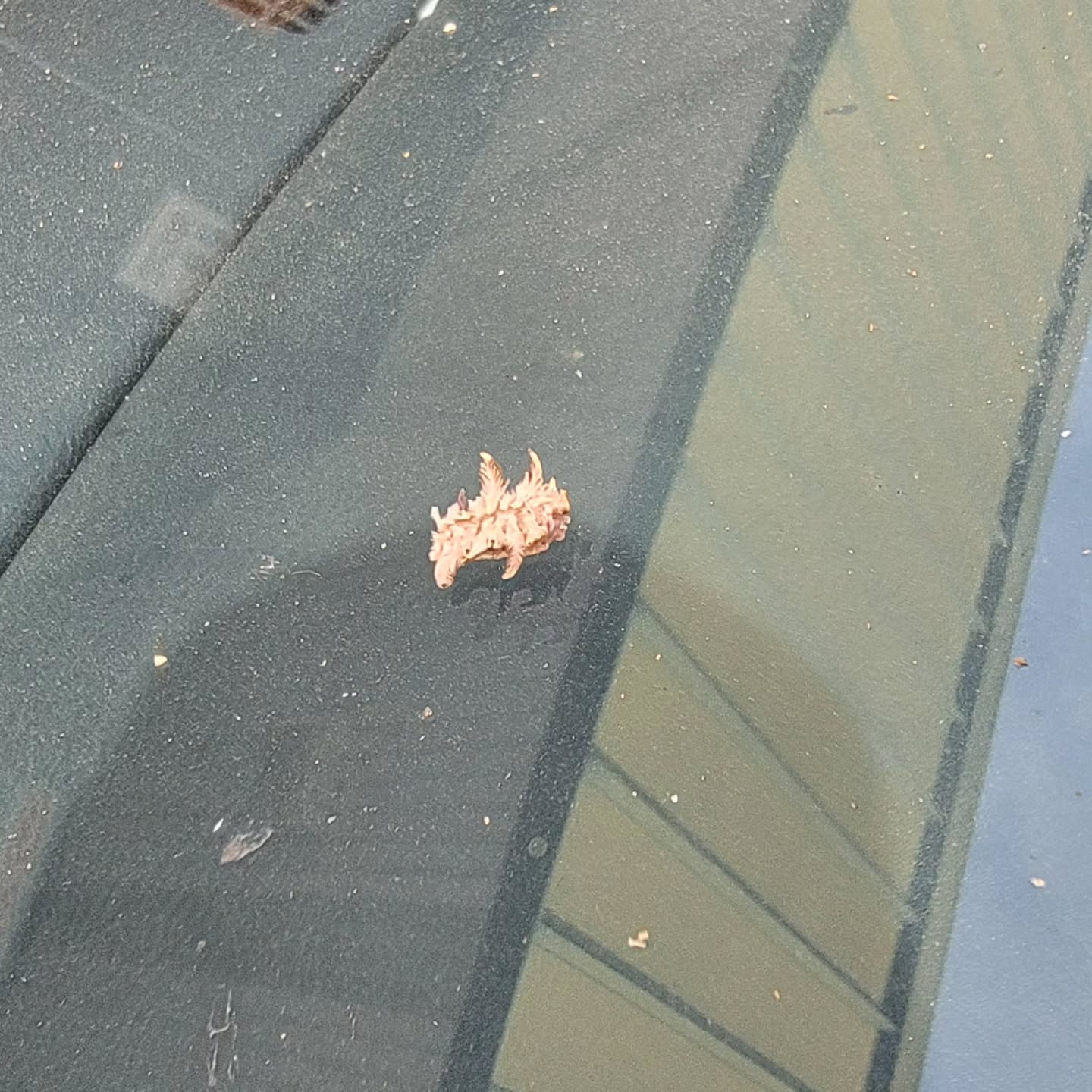 Found this cool little guy on my windshield today!