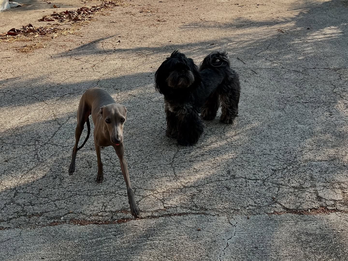 #cuidadoresdeperros #madrid #mascotas #españa #igersmadrid #perros #dogs #dogsofinstagram #perrospequeños #dogslife #dogfriend #fotosdeperros #comoencasa #vacaciones #doglover #pomeranian #chihuahua #caniche #bichón #bichonmaltes #shitzu #shitzulovers #pomerania #pomeraniaespaña #verano #verano2025 #summer