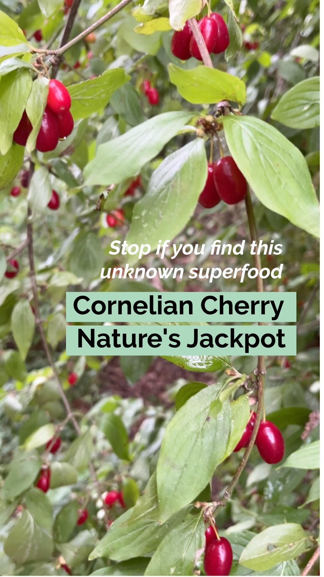 Cornelian cherries (Cornus mas) are unknown to many people, but they are a natural treasure. Here’s why they are pure gold:
🎰 Health Jackpot:
* Packed with antioxidants and anti-inflammatory compounds
* Support heart and brain health
* Boost energy and aid digestion
* High in vitamin C and minerals
👉Comment ‘’RECIPE’’ and I’ll send you 2 recipes for the syrup and an antioxidant-rich sauce!
🔓 How to unlock these cherries’ benefits:
* Cook into jam or sauce (like cranberry sauce) with honey and citrus
* Blend into smoothies for antioxidant power
* Dry them for healthy snacking
* Make a nutrient-rich syrup
⚠️Always forage safely and identify correctly! 🌿
📌 Save this or tag someone who needs to know about these cherries
💚 Follow @helloherbal.world for tips and DIYS for for natural health, non-toxic living and herbal remedies
#Corneliancherry #Foraging #WildFood #HealthTreasure #Superfood #ForestFinds #NaturalHealth #Jackpot #NaturalRemedies
