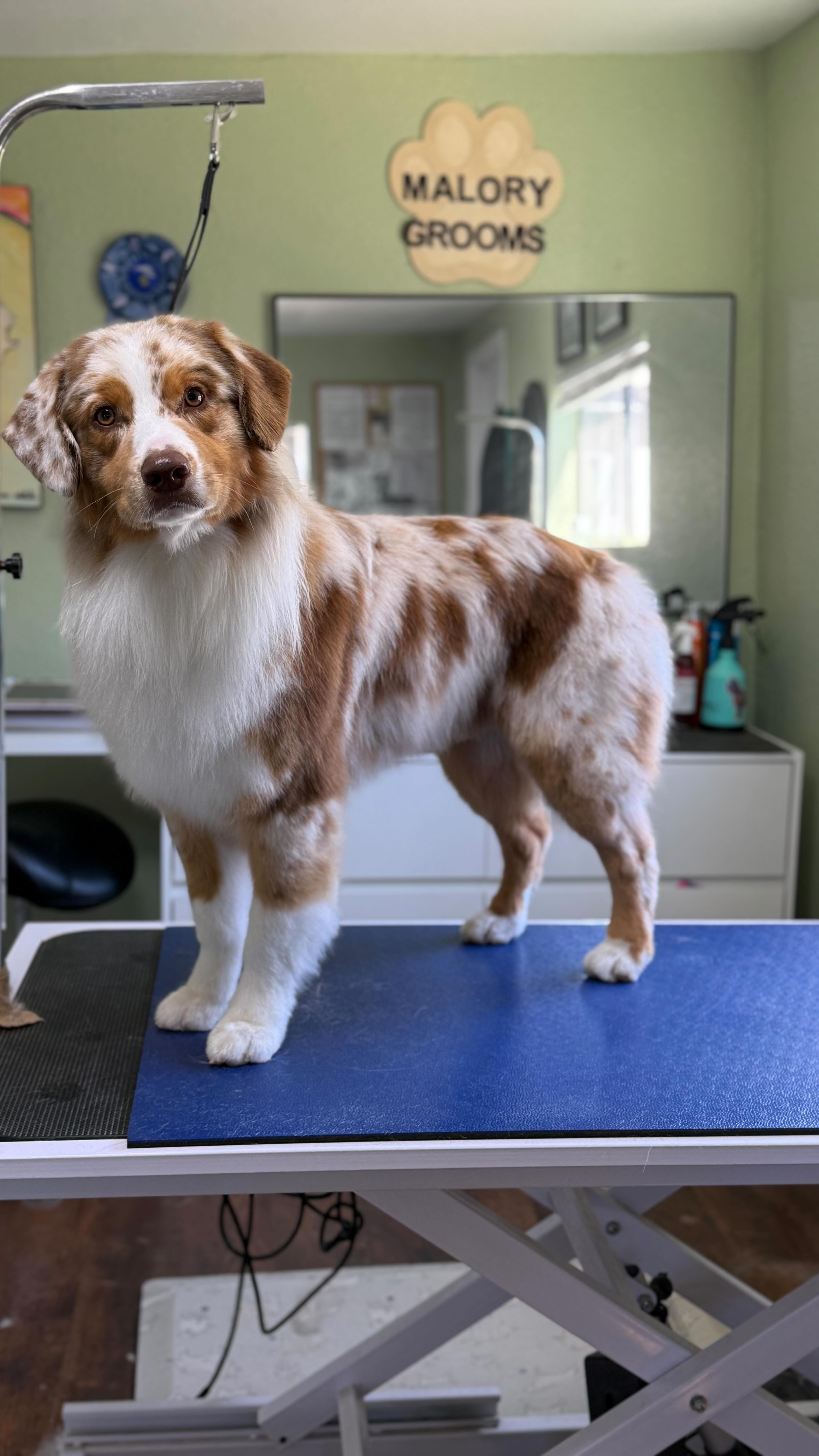 Is it just me?? 🤔💫
I swear sometimes it’s like meditation.
Watching these videos back, I notice just how often I catch myself zoning out staring off into space 😂
#doggroomerlife #meditation #findyourzen #aussiesofinsta #austrailianshepherd #akc #oneonone #lowstresshandling #prepworkmatters