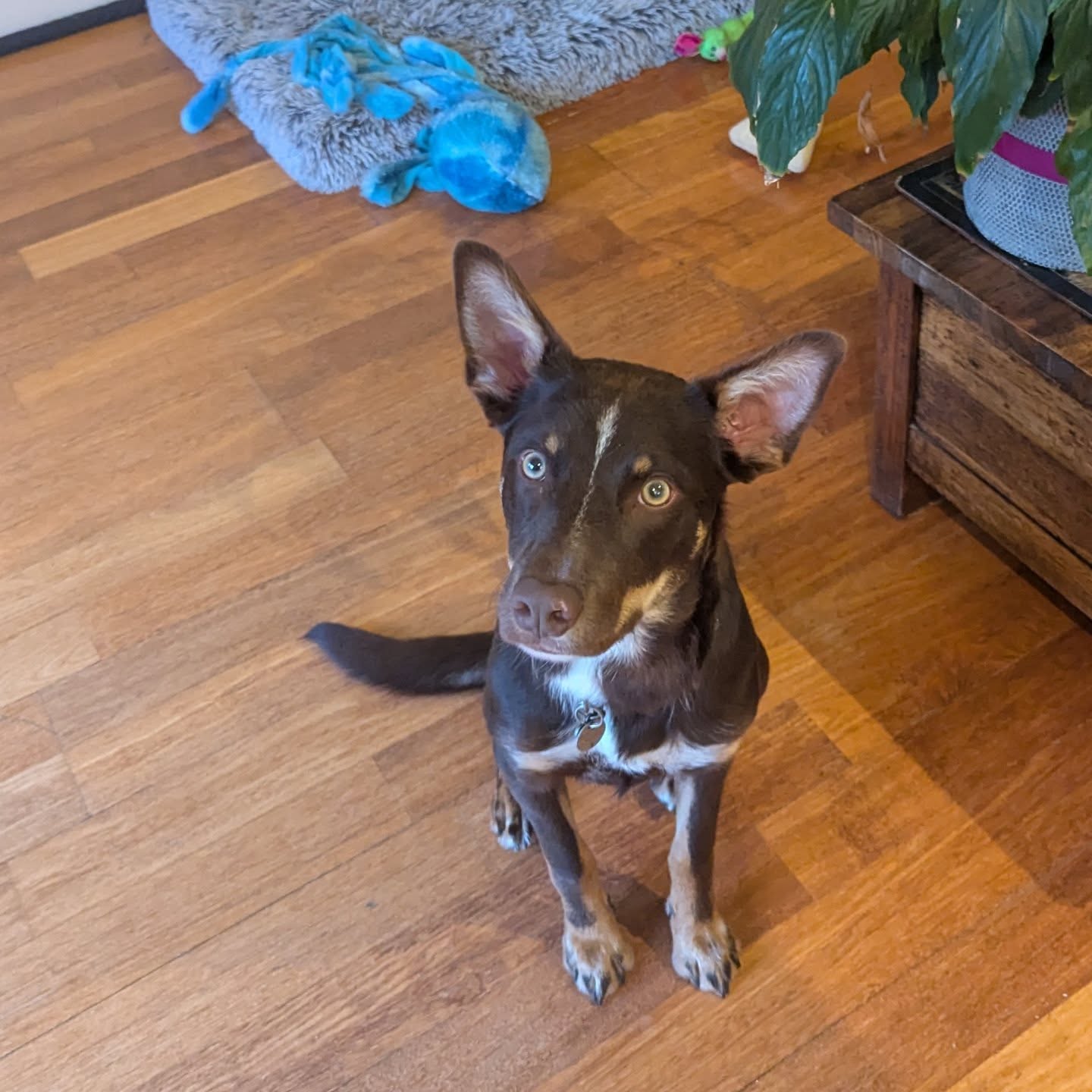 Handsome Puppy Alfie has grown up so much since graduating just a couple of months ago ๐ฅฐ