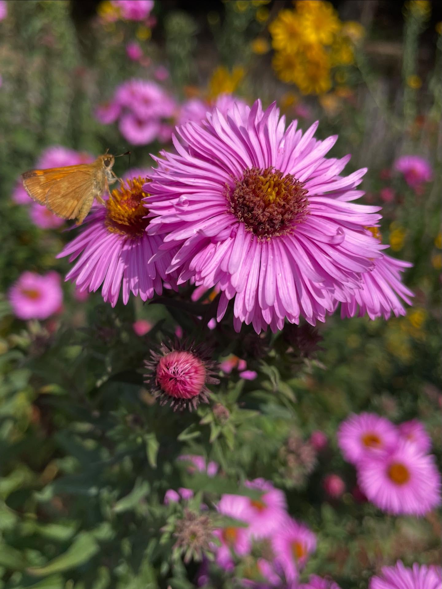 The Asters are starting to bloom in the meadow - honeybees are happy