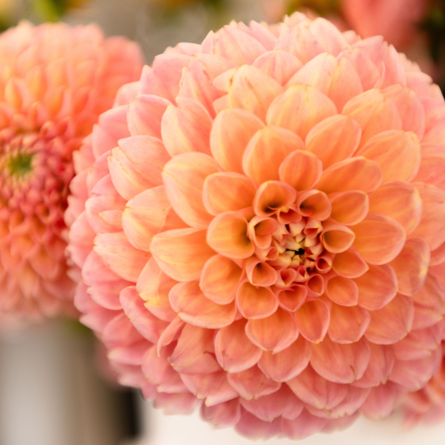Enjoy these yummy colors of late summer, early fall - compliments of our weekly donation from @connecticutflowercollective (25 farmers who grow flowers from all over the northeast). We shared their bounty with patients at Waveny Care, Silver Hill Hospital and residents at Brightview Senior Living in Norwalk over the Labor Day weekend. How special - our volunteers (who are also EMS volunteers) helped with the deliveries in-between calls, as did an NCL mother-daughter team. 👏👏Photos by @elloyd12