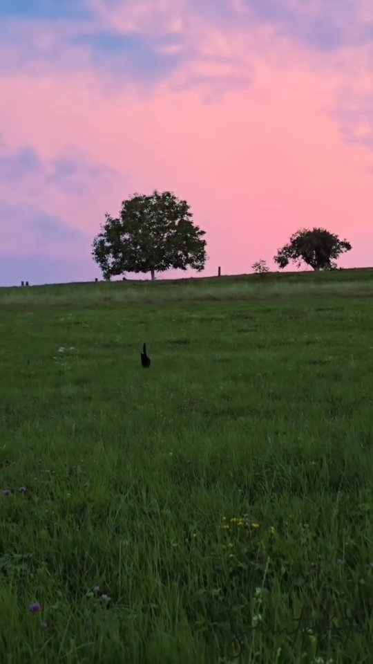 𝑷𝒂𝒘𝒔 𝒂𝒏𝒅 𝒑𝒖𝒓𝒆 𝒍𝒐𝒗𝒆 🖤🐈⬛ 𝑳𝒊𝒇𝒆 𝒊𝒔 𝒋𝒖𝒔𝒕 𝒃𝒆𝒕𝒕𝒆𝒓 𝒘𝒊𝒕𝒉 𝒂 𝒇𝒖𝒓𝒓𝒚 𝒇𝒓𝒊𝒆𝒏𝒅 𝒃𝒚 𝒚𝒐𝒖𝒓 𝒔𝒊𝒅𝒆. 𝑨𝒏𝒊𝒎𝒂𝒍𝒔 𝒕𝒓𝒖𝒍𝒚 𝒎𝒂𝒌𝒆 𝒕𝒉𝒆 𝒘𝒐𝒓𝒍𝒅 𝒂 𝒃𝒆𝒕𝒕𝒆𝒓 𝒑𝒍𝒂𝒄𝒆.
#cats #blackcat #catlover #blacky #catsagram #catsarethebest #beautifulmoments #beautifulsky #aftertheraincomesthesun #summerevening #cutnessoverloaded❤️ #homesweethome