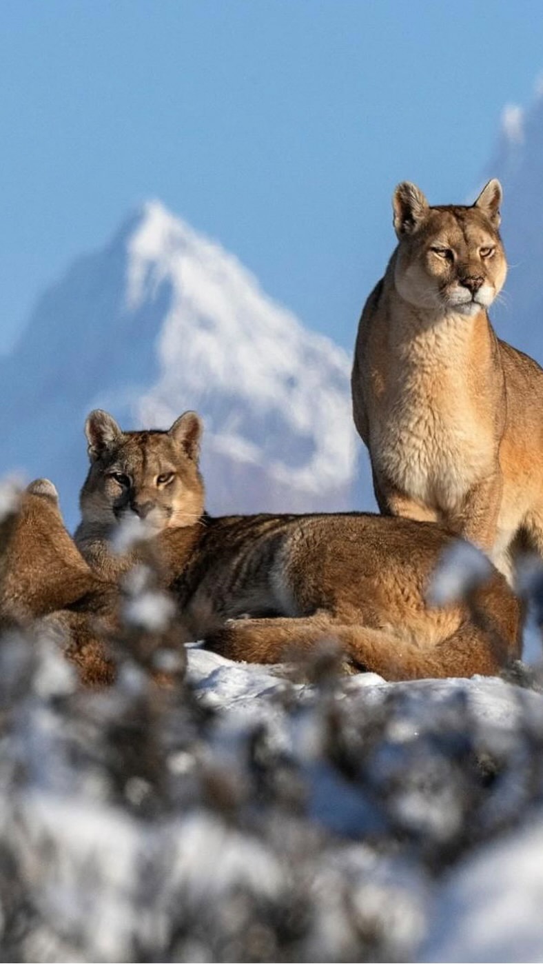 30 agosto, DÍA DEL PUMA 🐾
En Fundación Cerro Guido Conservación trabajamos para protegerlo y demostrar que la COEXISTENCIA entre actividad humana y fauna silvestre es posible.
💚 nuestro trabajo: entenderlos, respetarlos y protegerlos
-
August 30, PUMA DAY 🐾
At Fundación Cerro Guido Conservación, we work to protect them and to show that COEXISTENCE between human activity and wildlife is possible.
💚 Our work: to understand them, respect them, and protect them.
#DíaDelPuma #FundaciónCerroGuido #Conservación #Patagonia