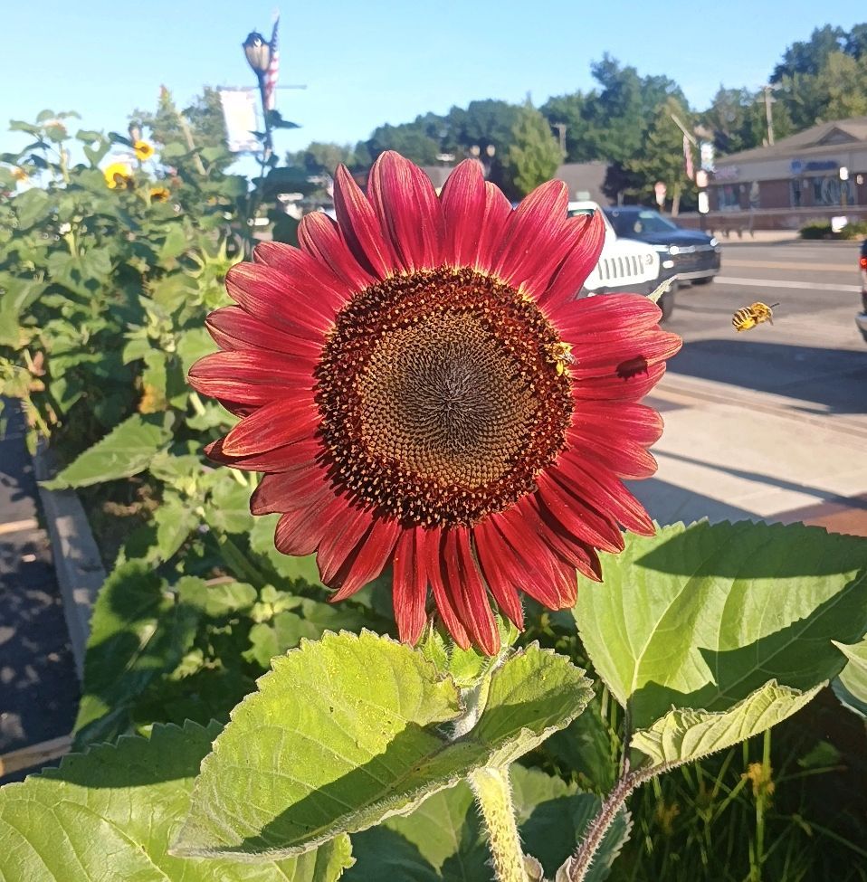 September is when our sunflowers really shine!