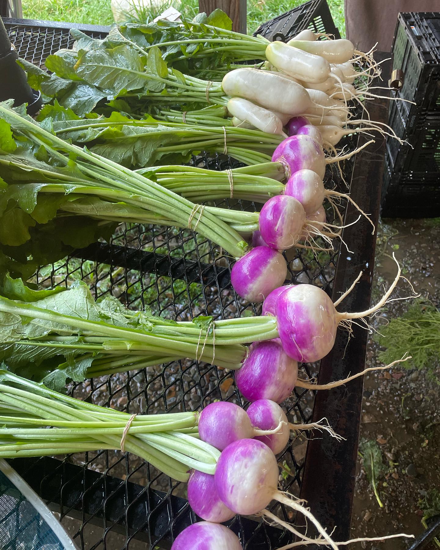 Time to get rooted! Come by @farmersmarketatsandpoint tomorrow and get some turnips, daikon radish, carrots, beets, and so much more (like cherry tomatoes, fennel, basil, pickling cucumbers