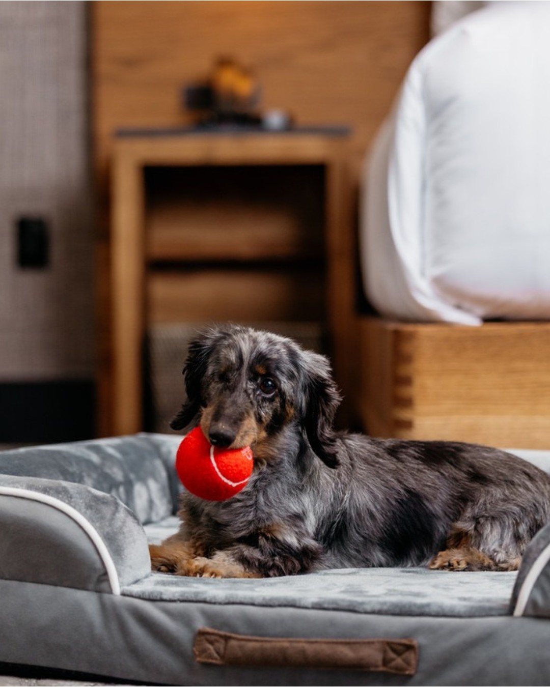 They ride shotgun. They never miss a walk. And now, they’ve got a place to crash that’s as polished as it is pet-friendly. After a day on the greenbelt or a lap around town, we’ve got the bowls, the beds, and the Boise-made treats to welcome them in style.