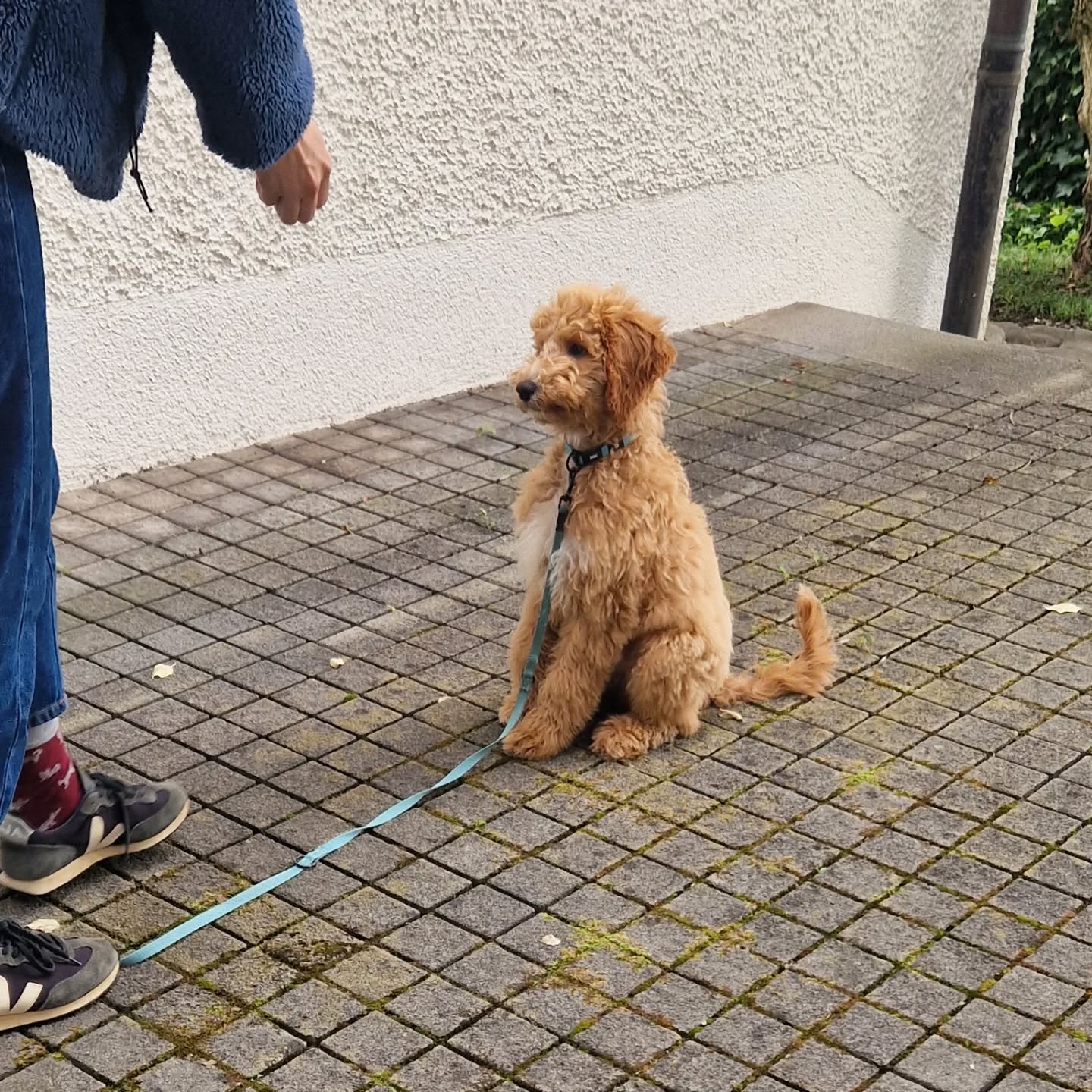 ✨ Asenta, unsere Jüngste in Ausbildung zum Assistenzhund 🐾 Neugierig und motiviert 🐕
#assistenzhundeschweiz
#assistenzhundeverein
#assistancedog #assistenzhundeausbildung #assistenzhund #vereinfürhilfshunde #pawsandyou #assistenzhundeverein #gemeinnützigerverein