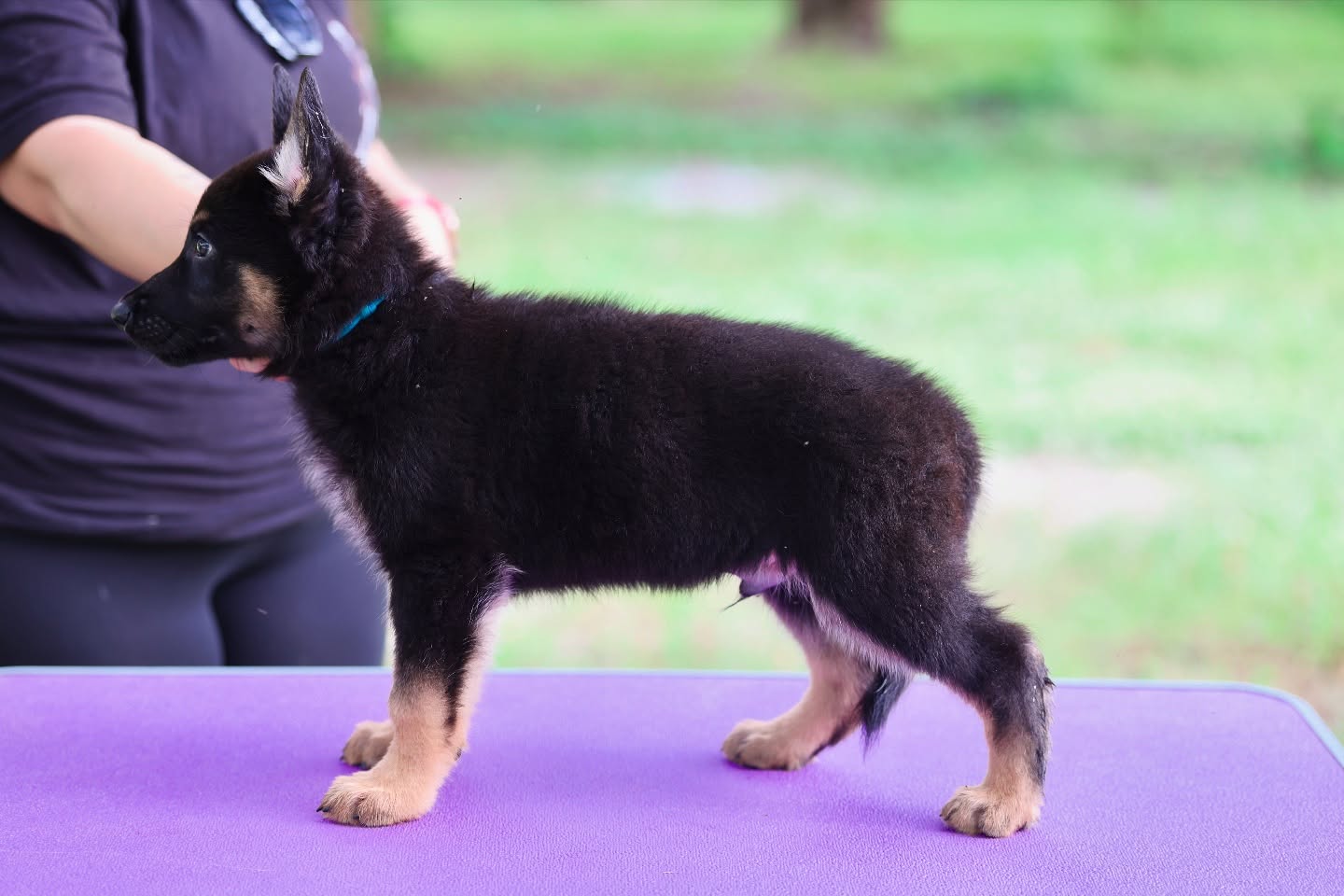 7 weeks old!
Stack photos were done for each of the puppies. Definitely took us a minute to get the perfect ones but I couldn’t do it without my friend Sami and our amazing photographer Kelly!
Only 1 male left!
Looking for a serious working home
•
•
#germanshepherd #gsd #blackandtangermanshepherd #blackgermanshepherd #igp #psa #workingdogs #sportdog #akc #ukc #iabca #germanshepherdpuppy