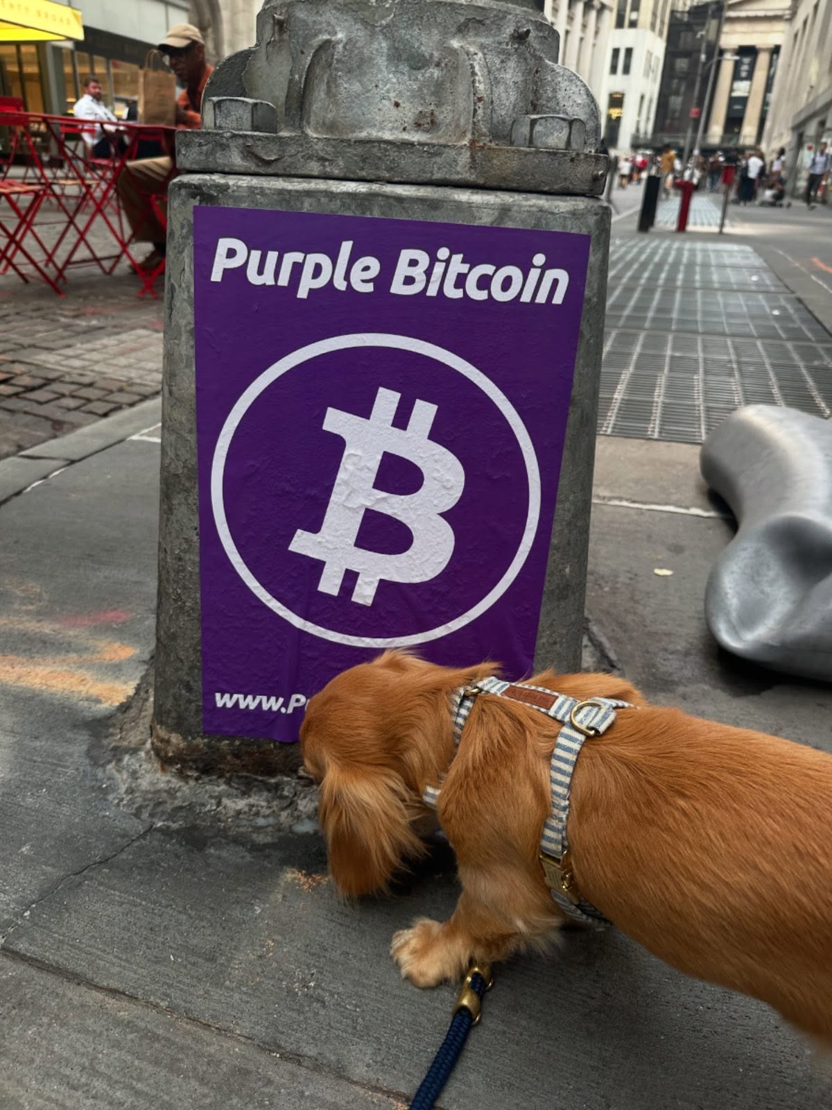 Rosie the financial analyst at Dogman Sachs is looking to make an investment! Anyone a crypto expert? Will pay with treats 🤩😆