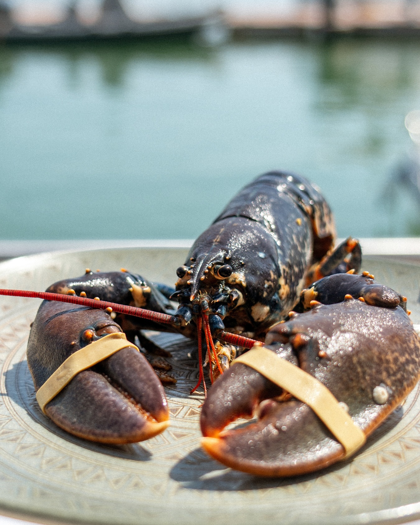 Un bogavante tan fresco como el mar que lo rodea 🦞🌊
Preparado con mimo en Olave Sitges y listo para convertirse en el protagonista de tu mesa, frente al encanto del Port d’Aiguadolç.
📍 Port d’Aiguadolç, Sitges
🌊 Siente el mar, prueba su esencia.
#restaurante #OlaveSitges #SaboresDelPuerto #restaurantemediterraneo #olave #sitges #portsitges #restaurantesitges #menuarroz #arroces #mariscos #pescadosfrescos #carnes #sabormediterraneo #tapas #gastronomia #food#restaurantesenbarcelona #mediterraneancuisine #portdaiguadolç #foodiesbarcelona