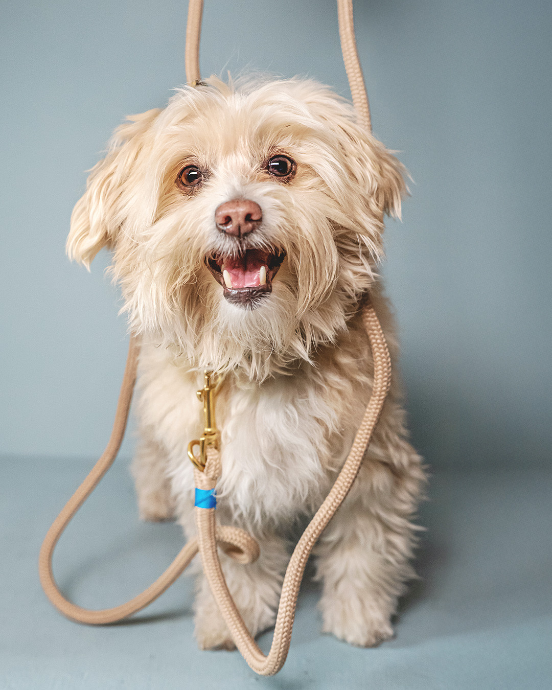 𝗛𝗲𝘆 𝗖𝗮𝗿𝗹𝗰𝗵𝗲𝗻! 🐾
Unsere Tauleinen sind leichter, als man denkt! Das gewebte Kern-Mantel-Gewebe ist sehr robust und gleichzeitig spürbar leichter als z.B. Leder oder BioThane