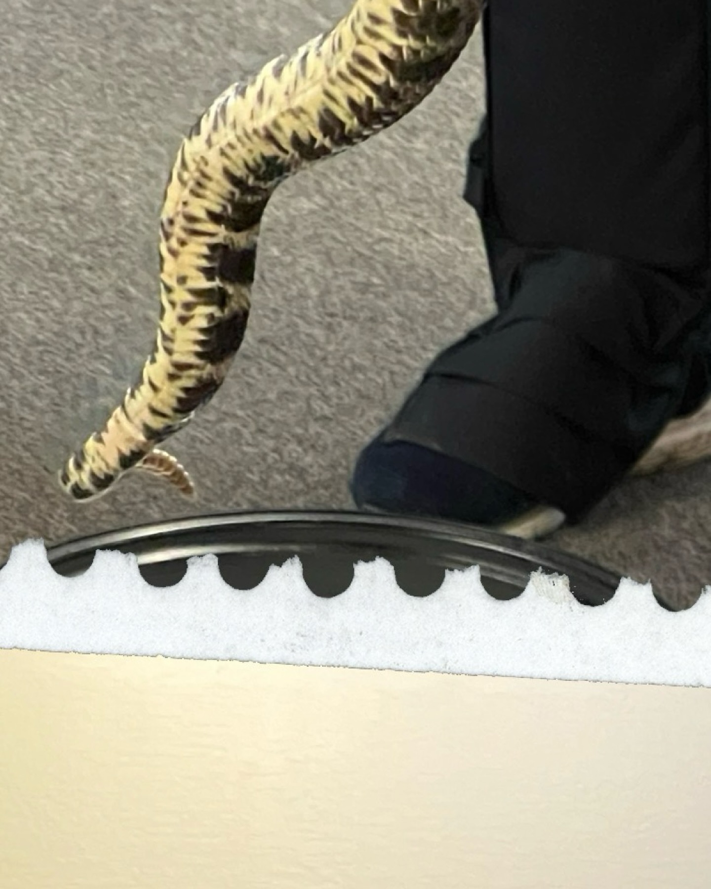 Most rattlesnake bites happen when humans try to handle or kill them. Step back, give space, and everyone leaves safe. 🚶♀️🐍
#gatherofgatherings #rhumbaofrattlesnakes #safetyfirst #wildlifefacts #collectivenouns #podcast #snakesafety #rattlesnakes