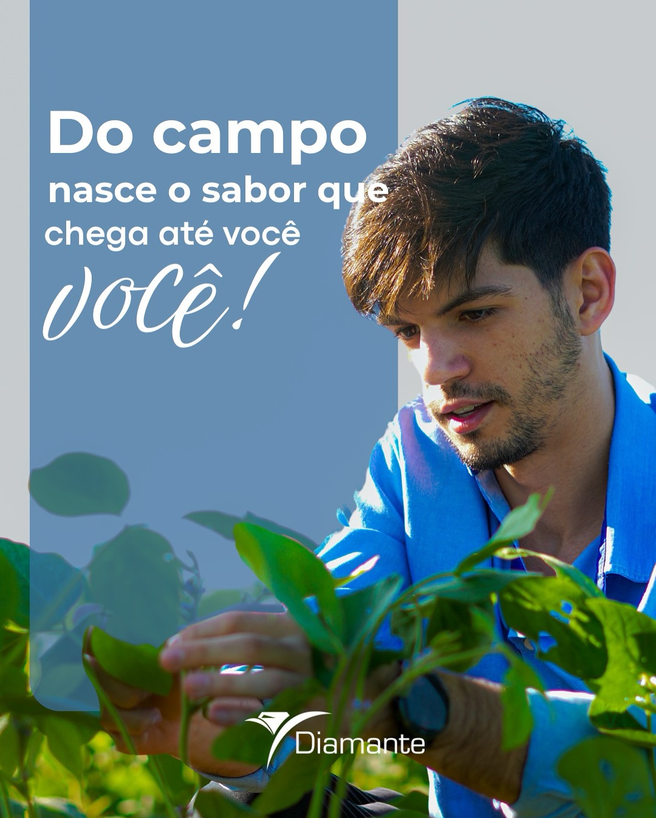 Do campo para a sua mesa: cada detalhe cultivado com carinho para entregar sempre o melhor sabor e qualidade. 💚
#DoCampoÀMesa #Diamante #QualidadeQueVocêSente