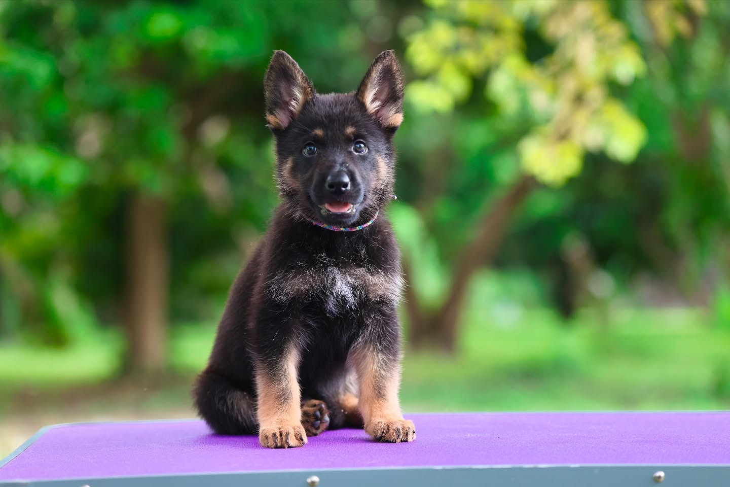 Are you looking for your next competition dog?
Bronté is the last puppy from the Liberty X Flash litter looking for a home! He tested to be a nice competition dog and not for the novice handler. Definitely pick male from the litter and I would keep him if I could.
His DNA test results came back as:
DM Clear (DNA Clear)
Long Coat Carrier
Black Carrier
He’ll be ready to go home this weekend! Transport is available and can be arranged.
Found A Home ❤️
•
•
#germanshepherd #germanshepherdpuppy #gsd #blackandtangermanshepherd #competitiondog #sportdog #workingdog #akc #ukc #iabca #igp #shutzhund #frenchring #psa