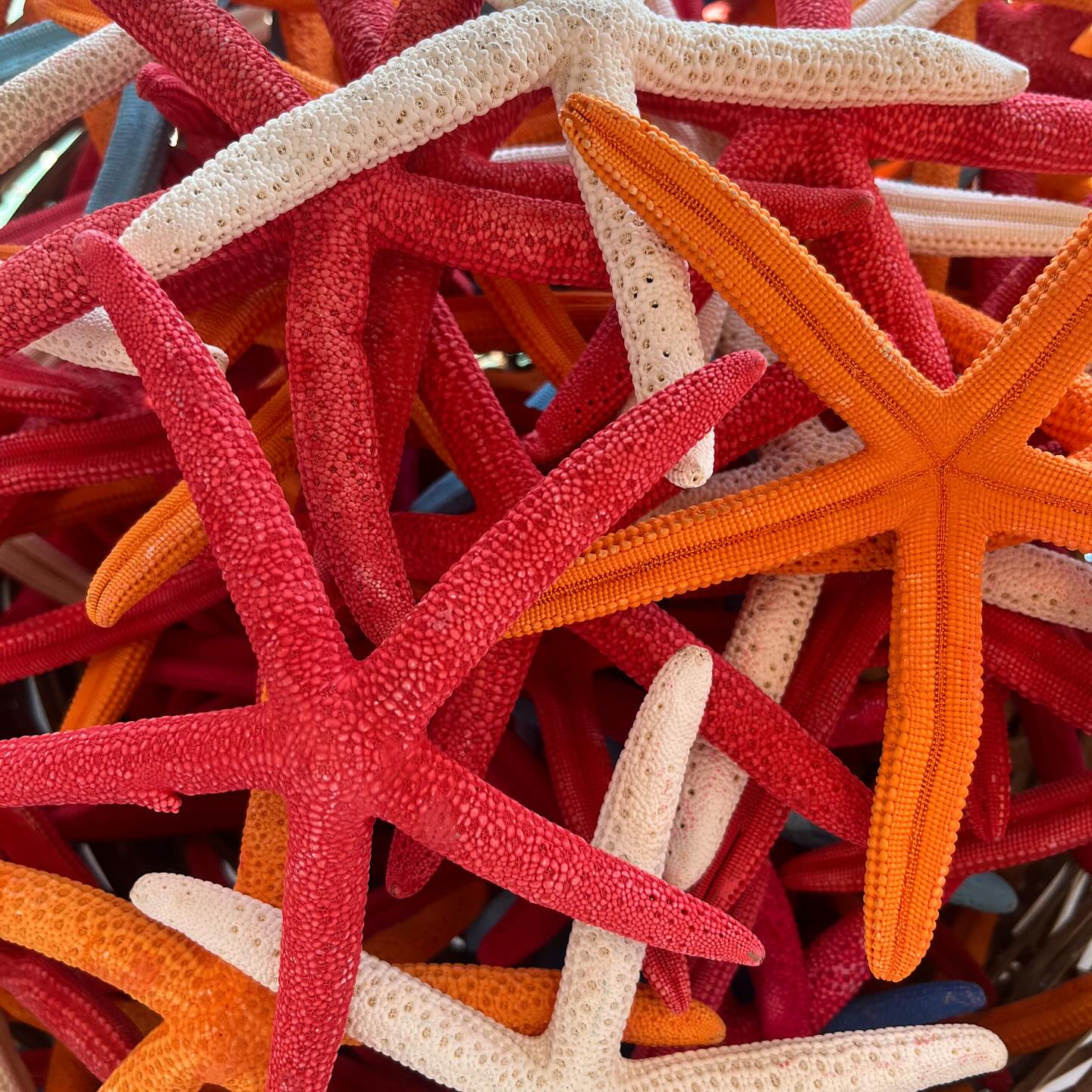 Red stars loved by Alfie! #starfish #holidayshopping #alfiedonttouch