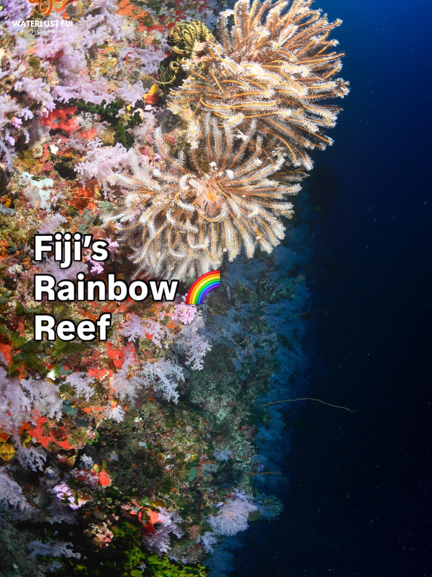 Postcards from Fiji’s spectacular Rainbow Reef
#fiji #scuba #dive #divetrip #fijiholiday #underwater #softcorals #greatwhitewalltaveunifiji #scuba #southpacific #taveuni #rainbowreef